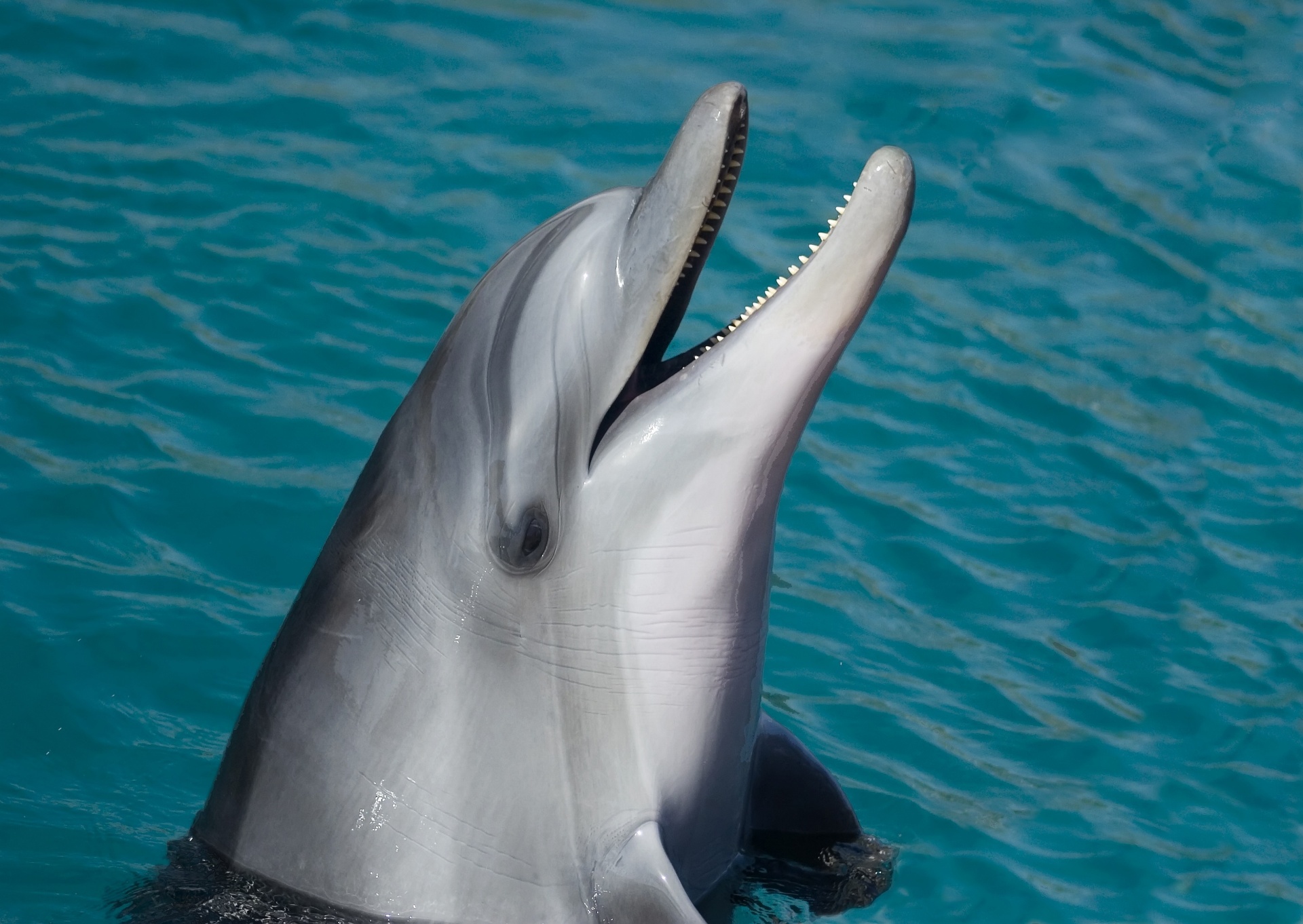 Dolphin, Tursiops Truncatus