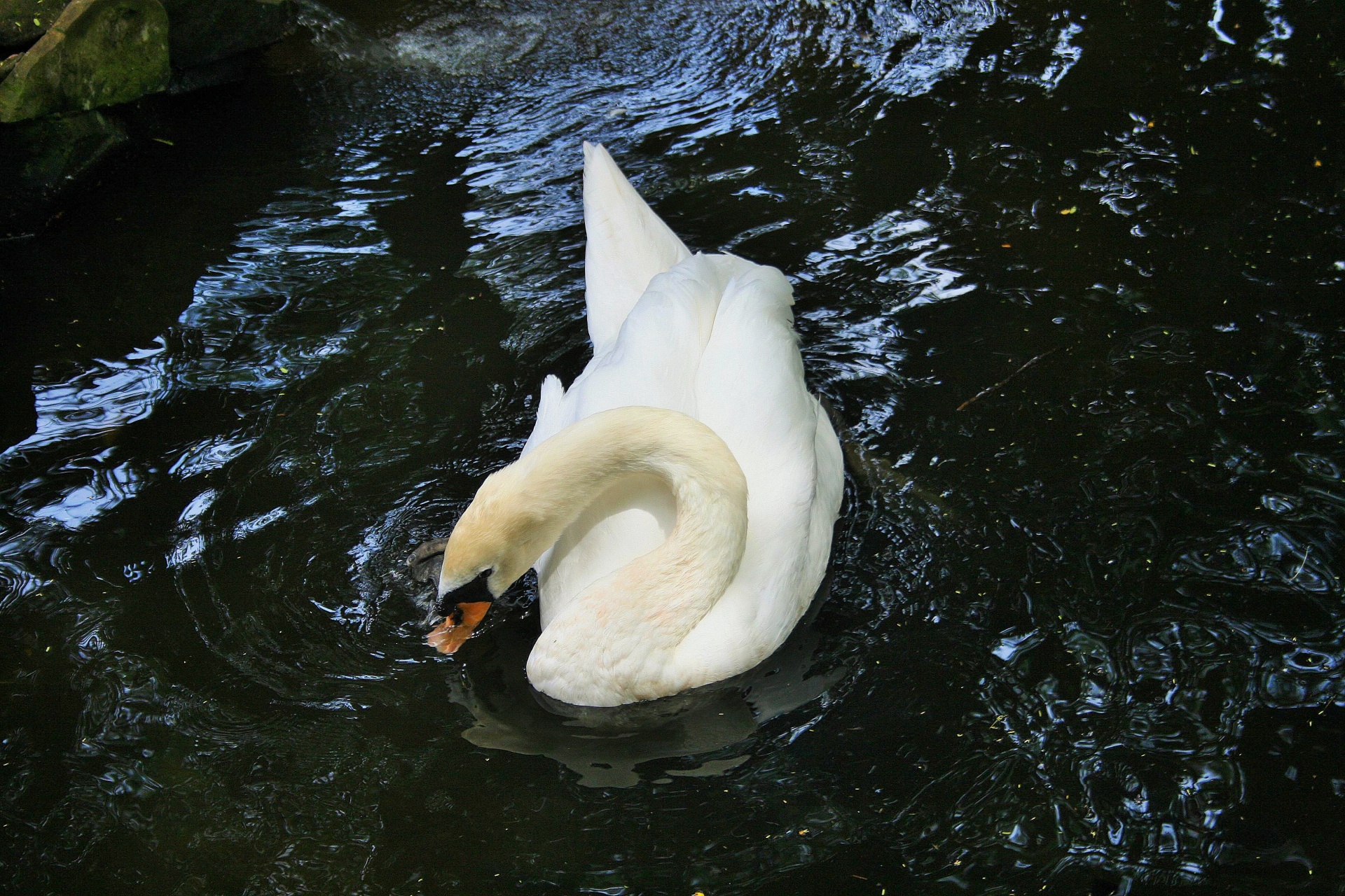 Deslumbrante cisne branco