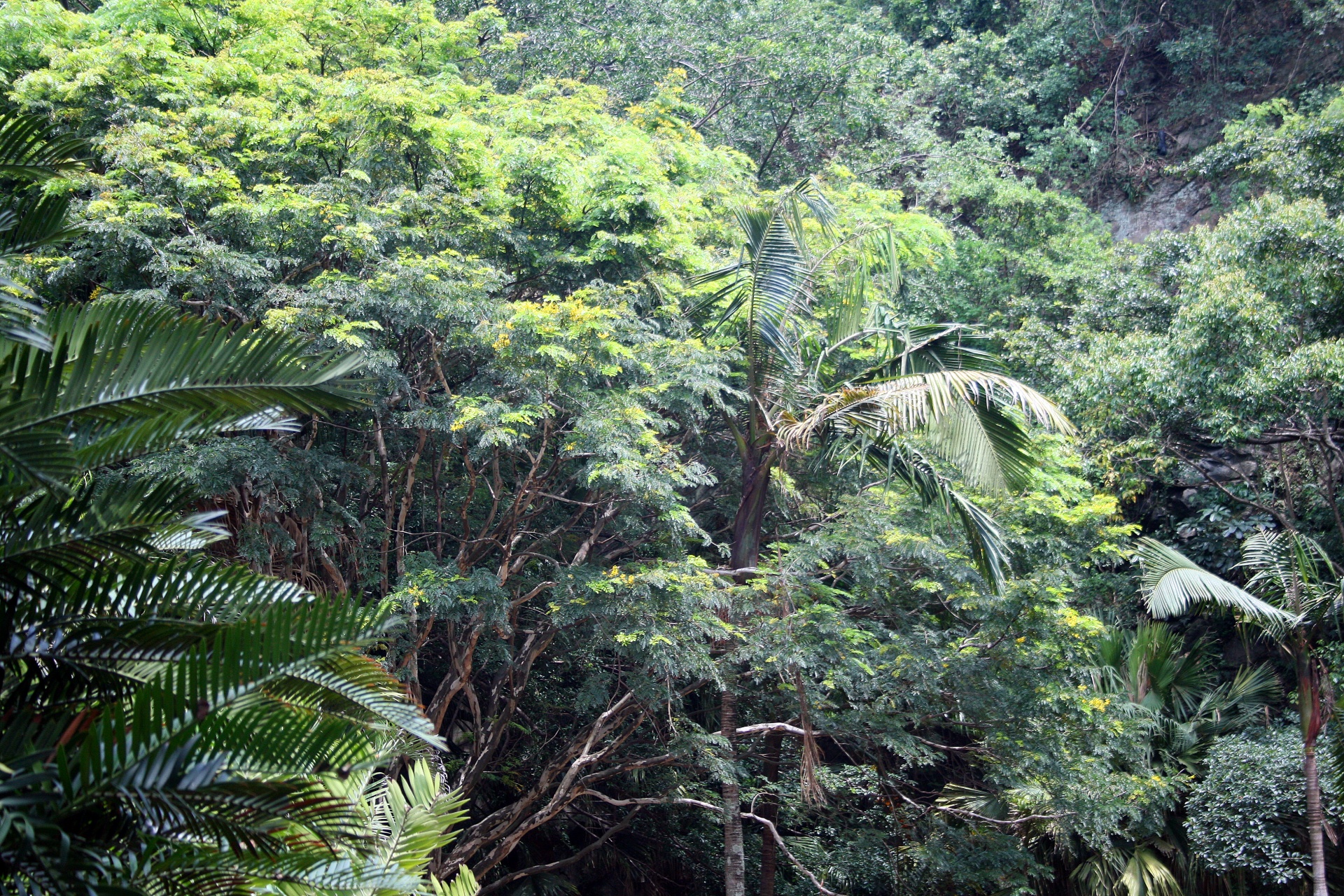 Vegetação subtropical densa