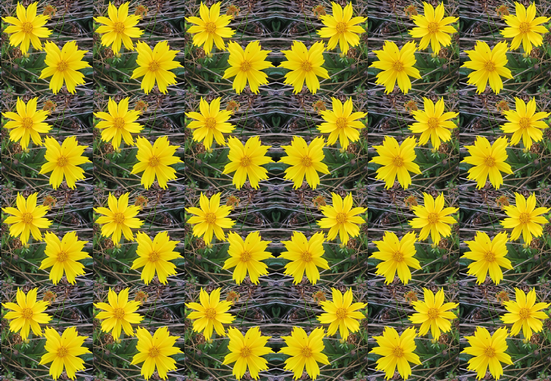 Wallpaper daisy diagonal