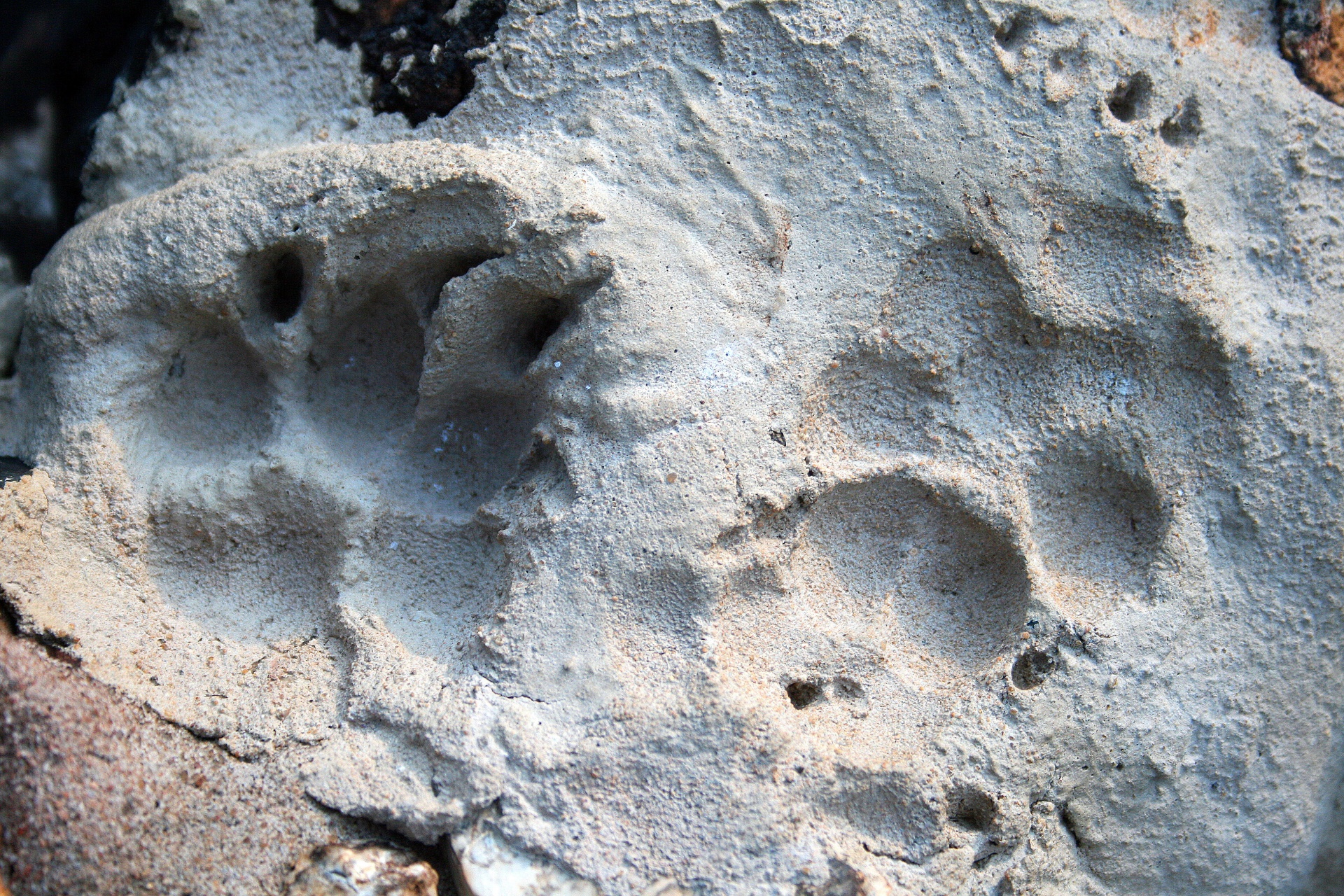 Dog Paw Imprints