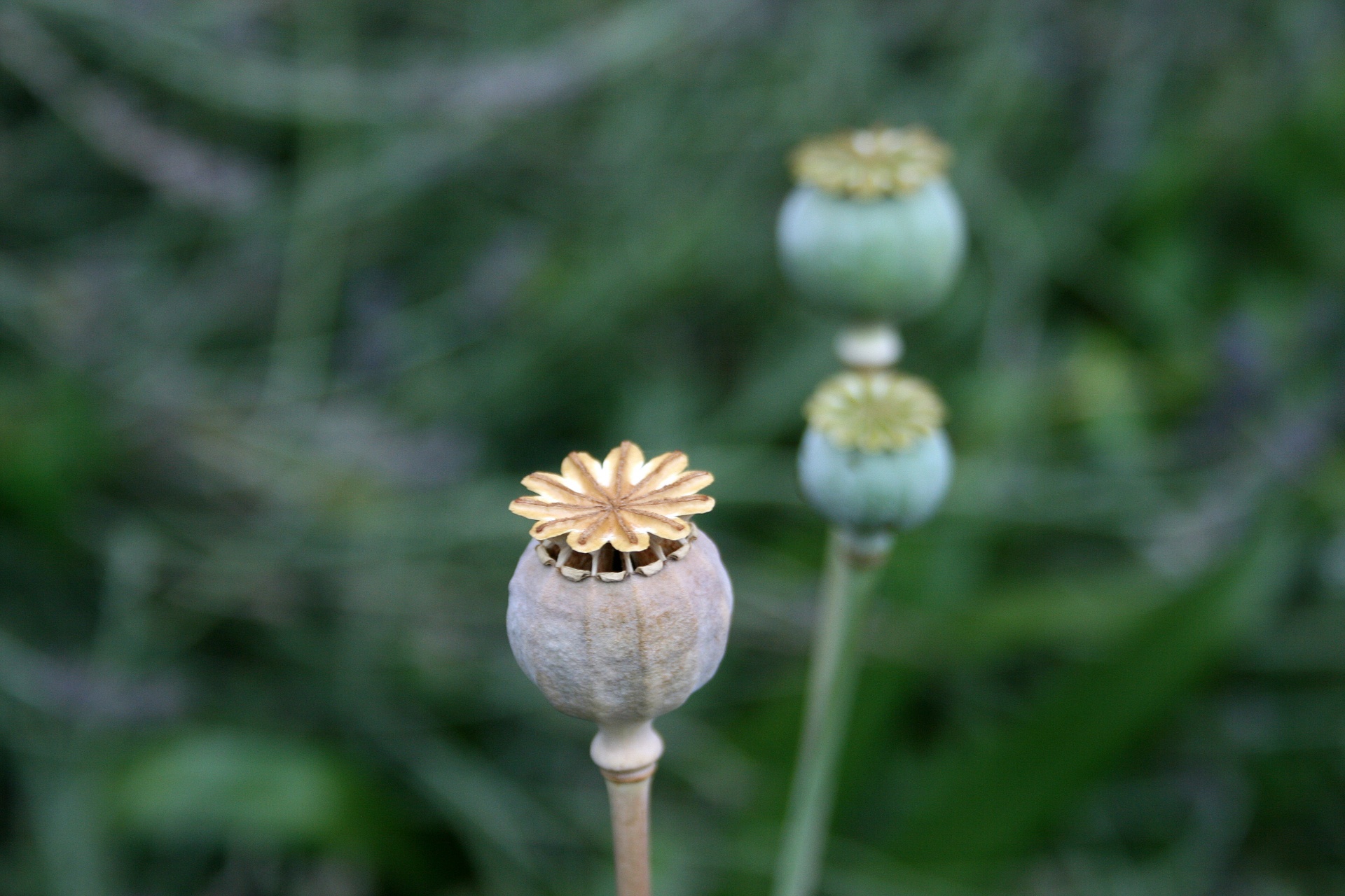 Seedpod poppy seco no jardim