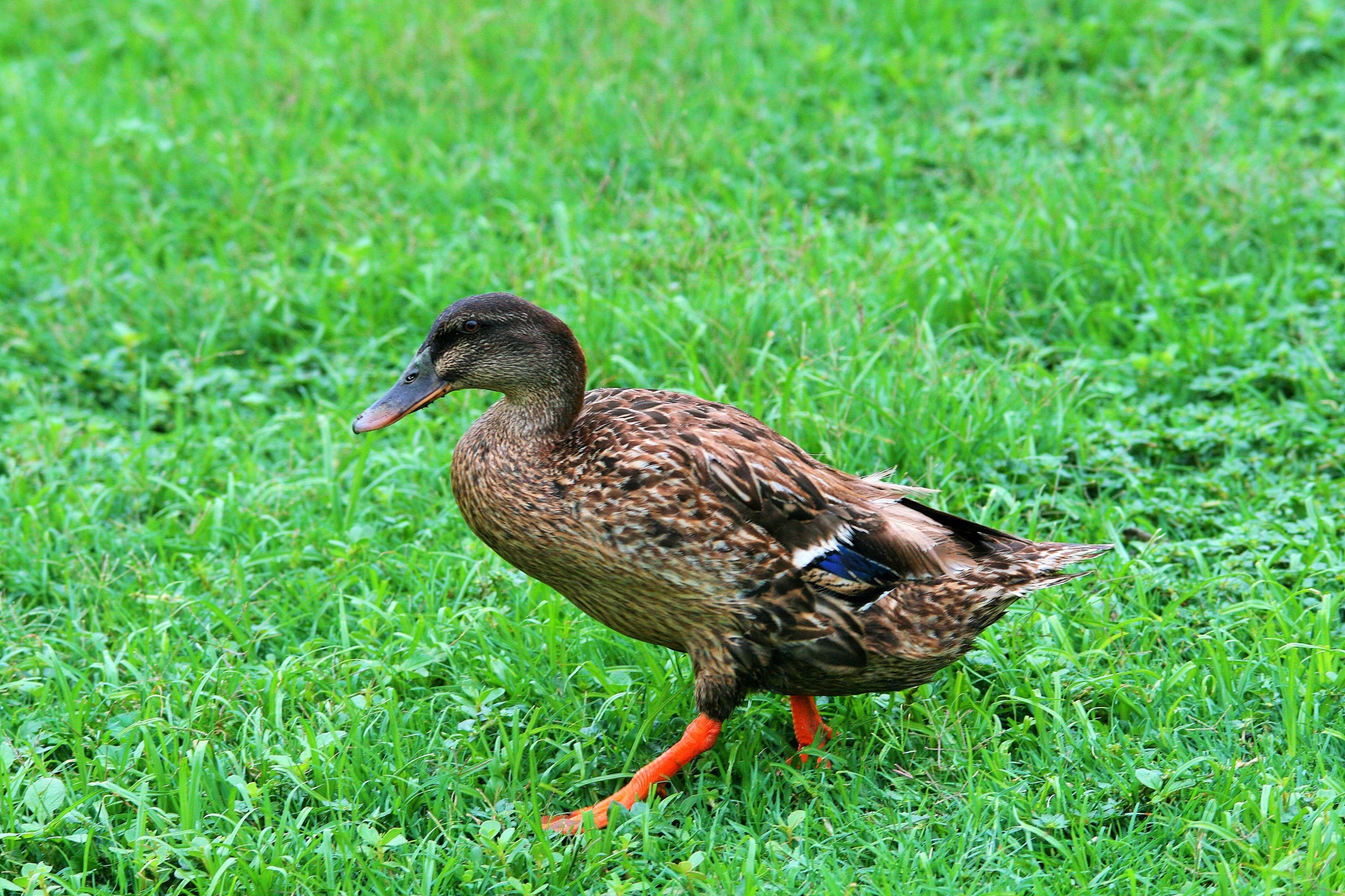 Duck On Grass