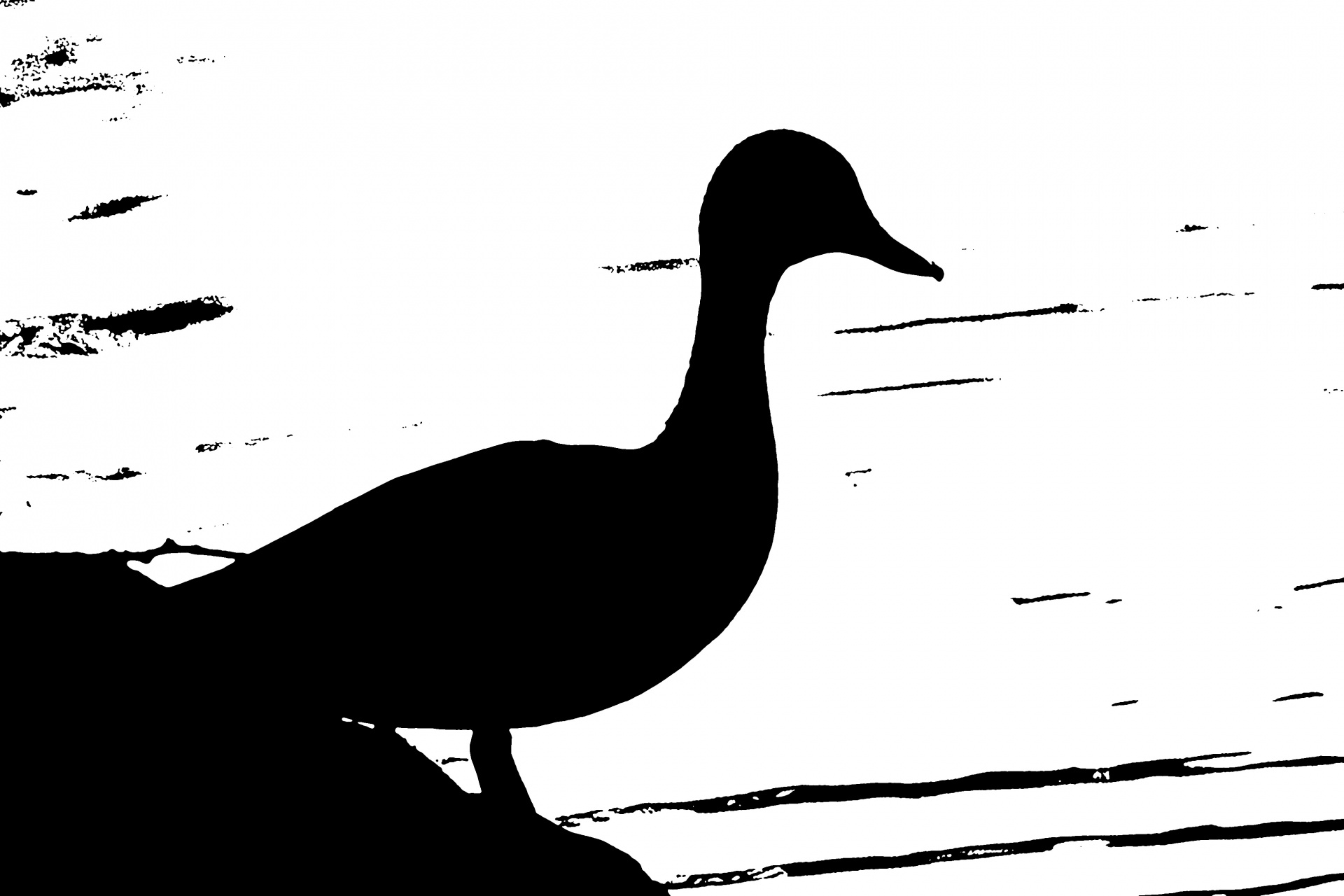 Silhueta do pato em preto e branco