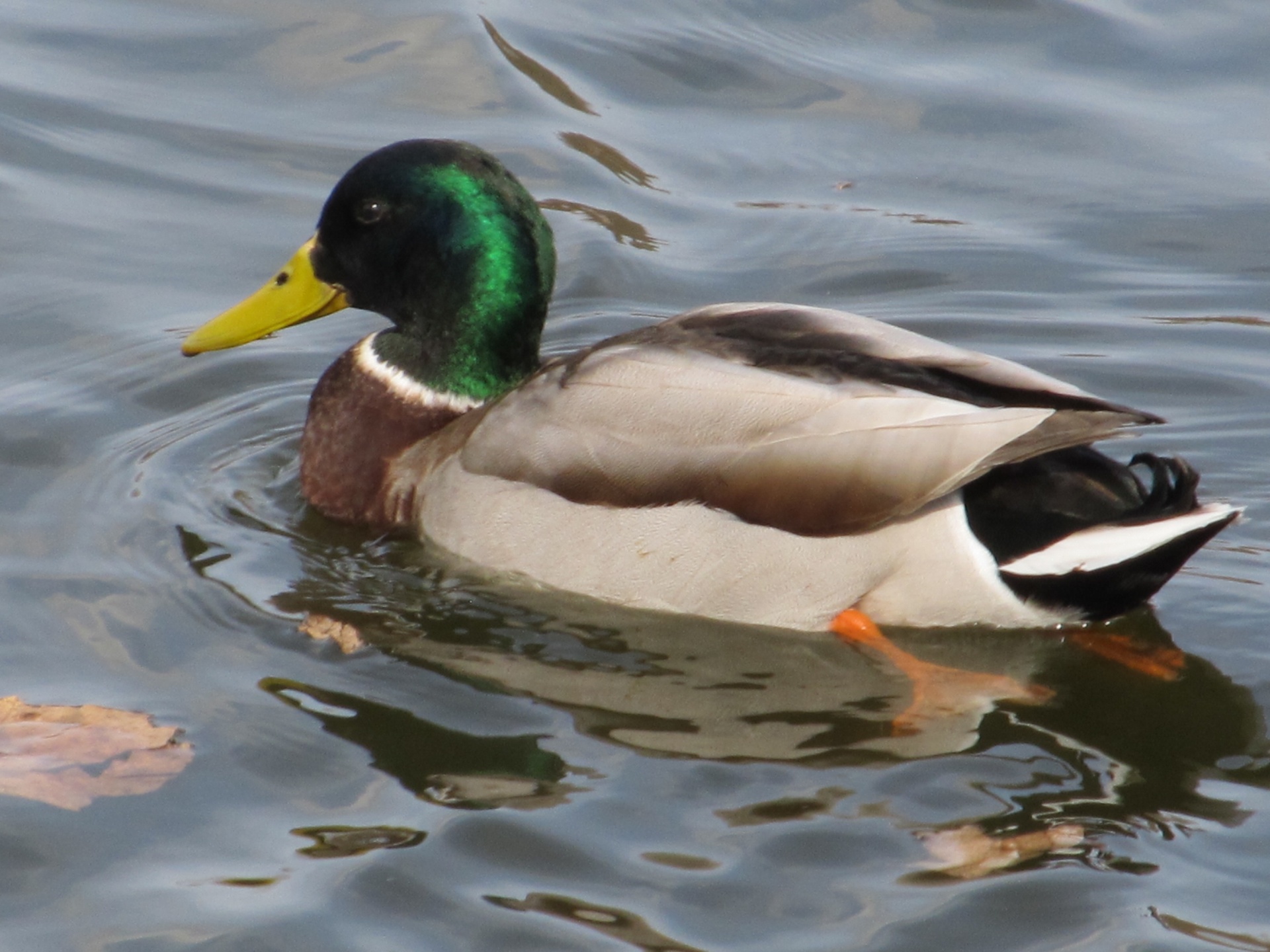 Duck Swimming