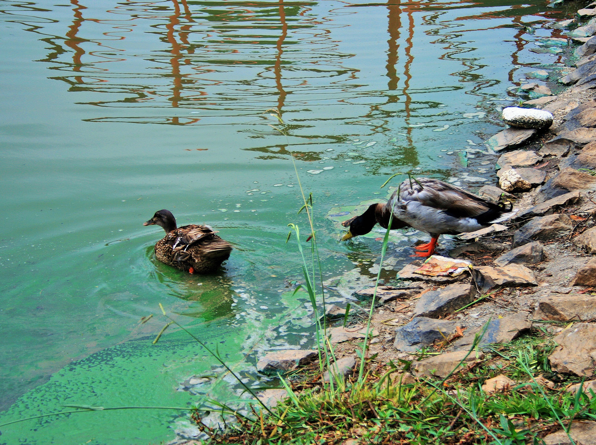 Ducks At Pond