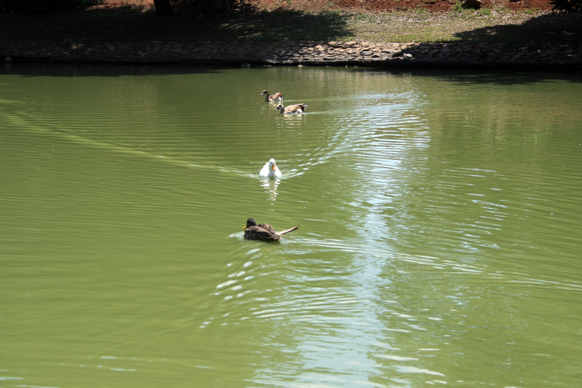 Patos en un estanque