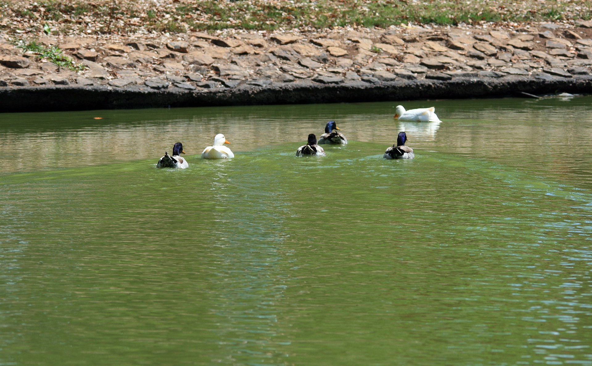Ducks Swimming Away