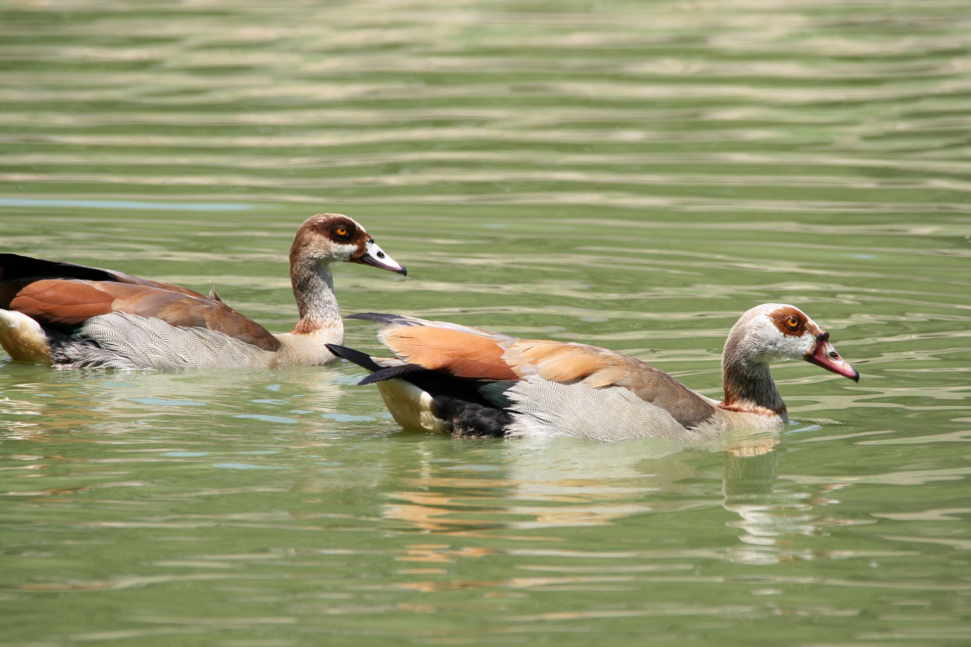 Egyptian Geese In Water