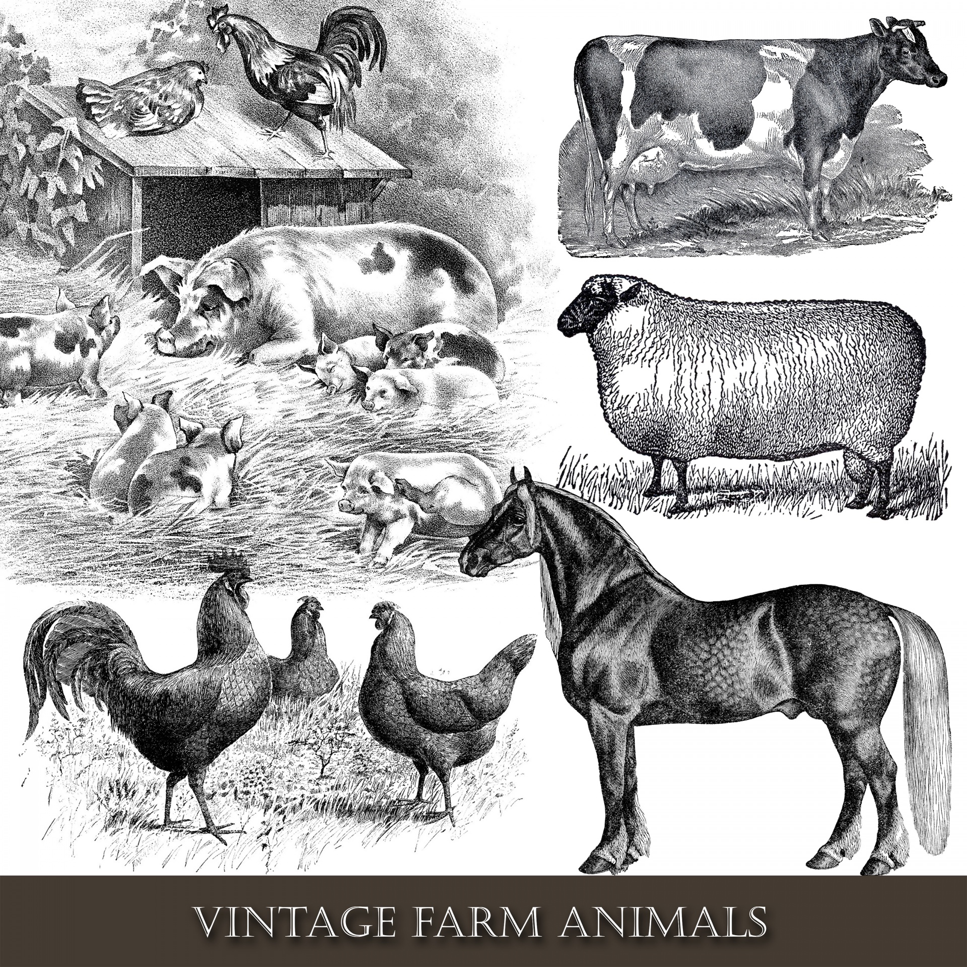 Farm Animals Vintage Illustraties