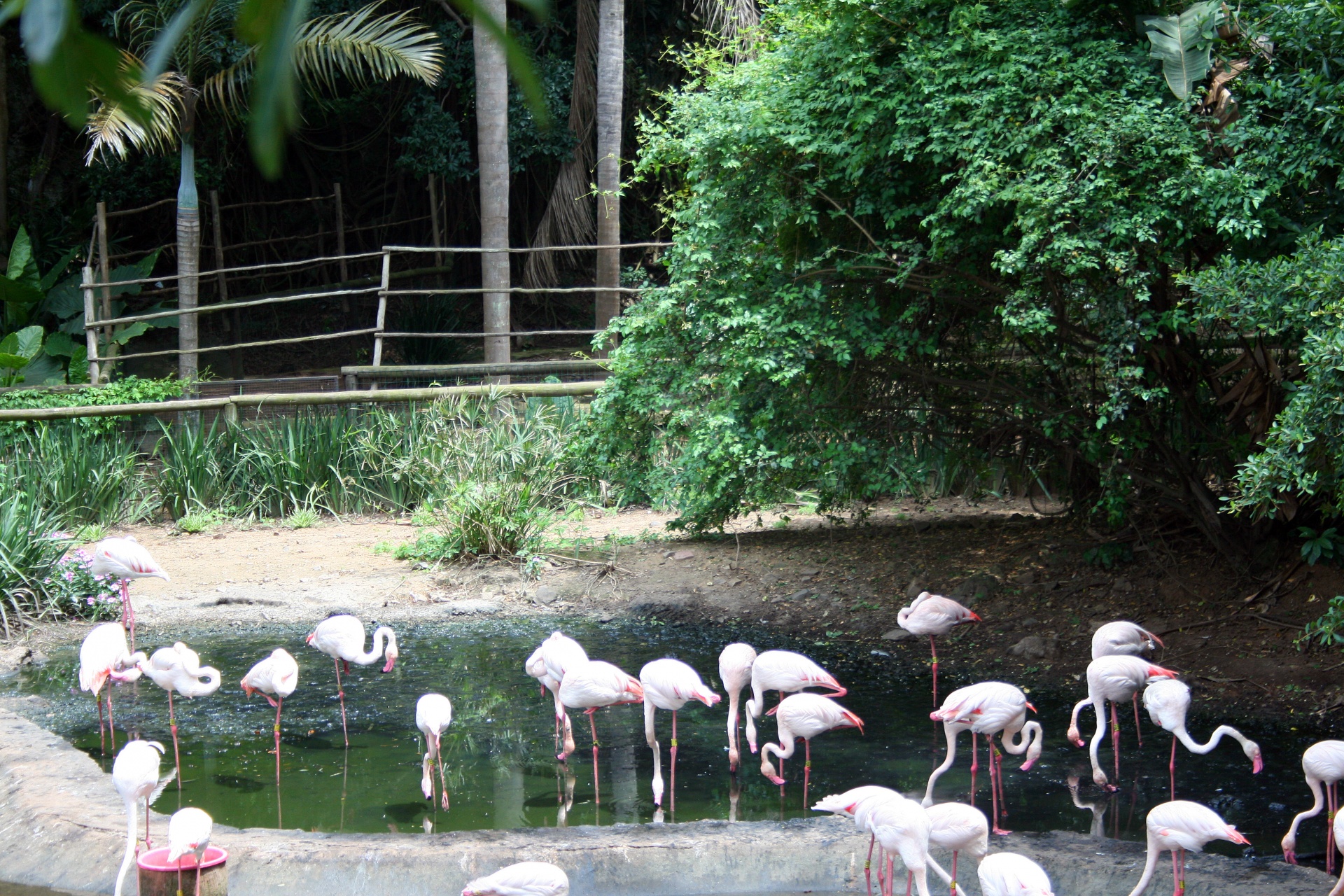 Flamingos e piscina