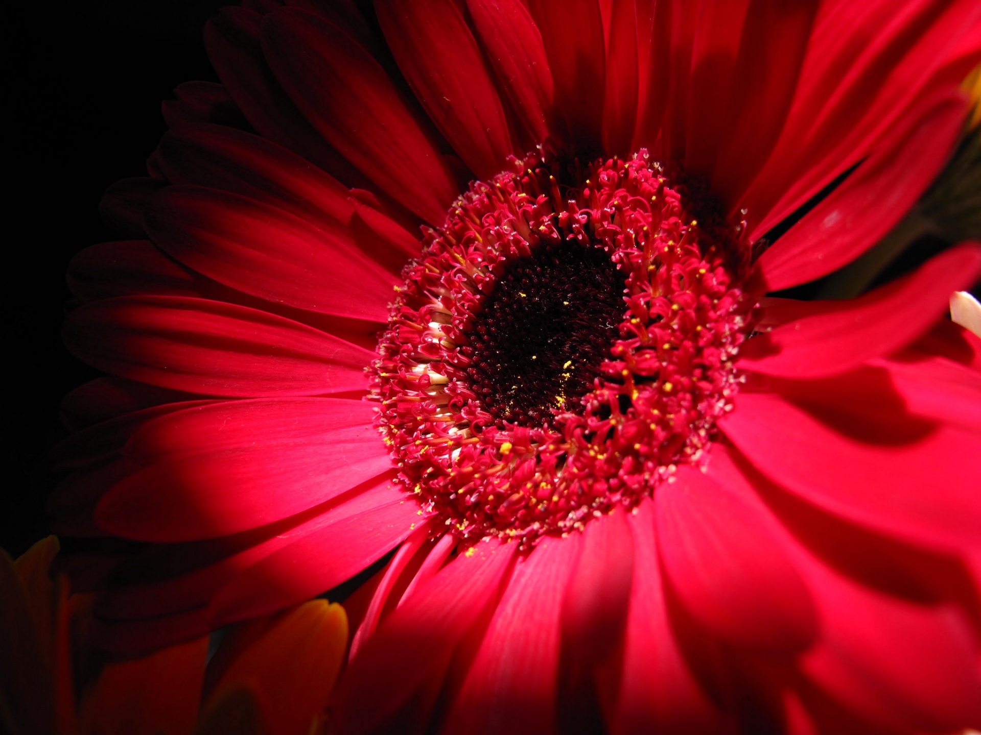 Vivid Red Flower, Daisy