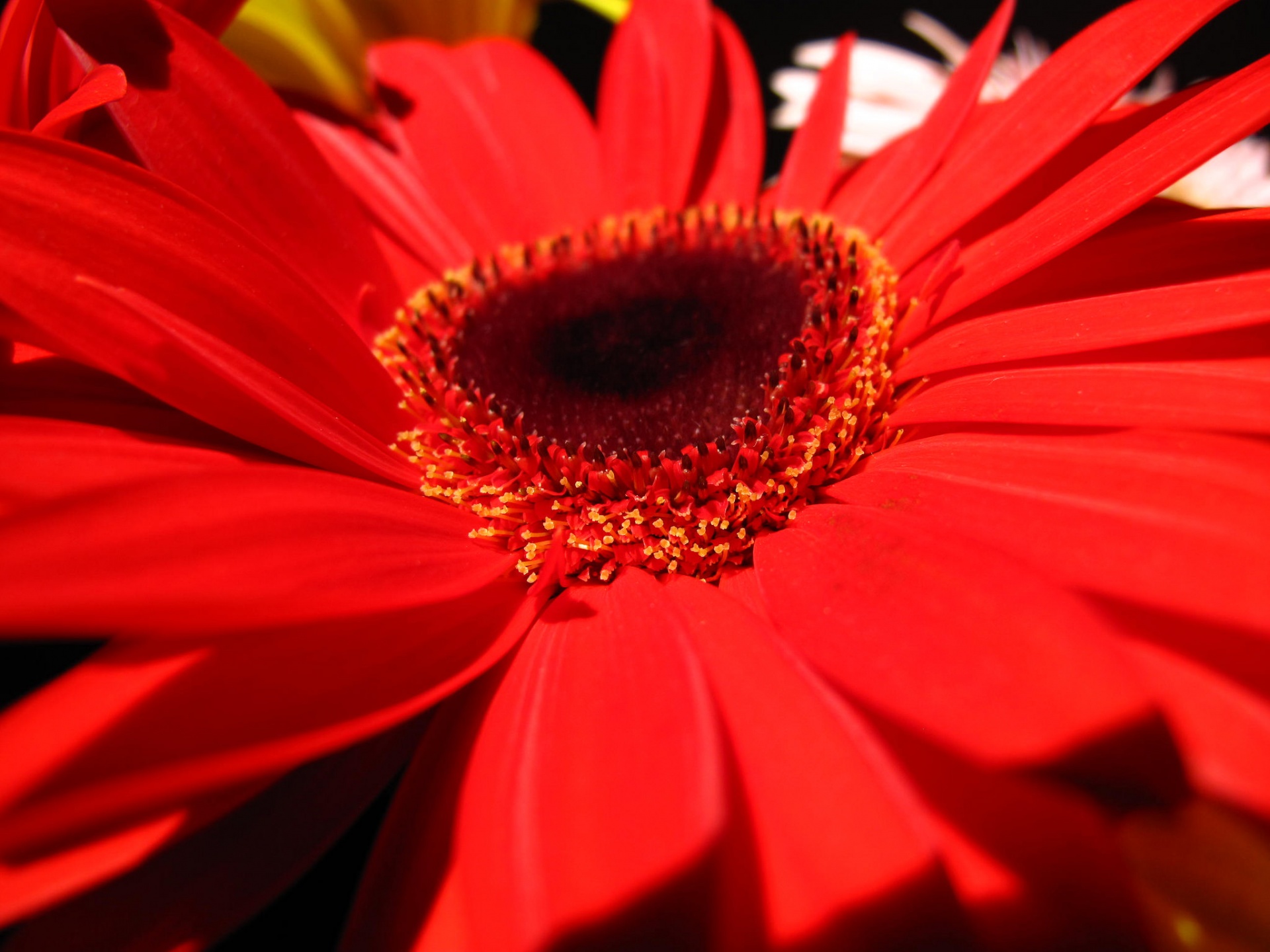 Flor de color rojo vivo, Gerbera