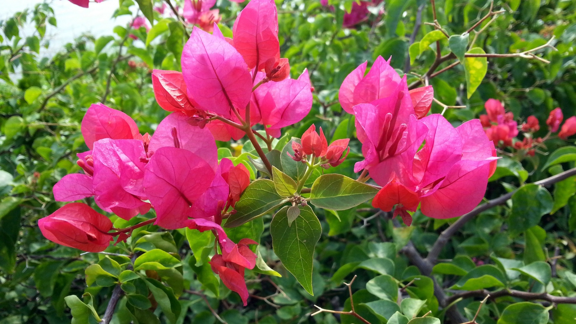 Flores Bougainvillea, rosa brilhante