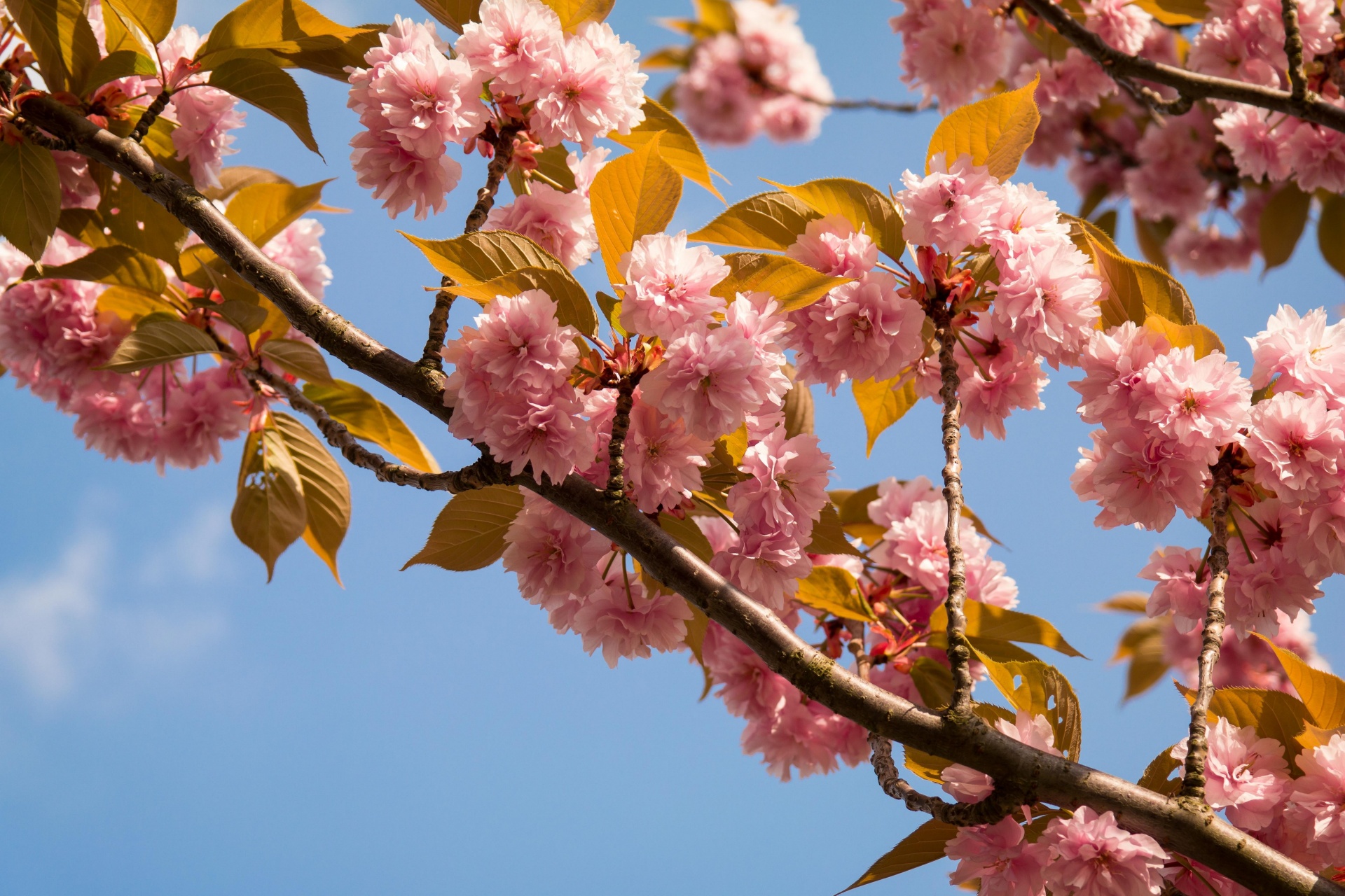 As flores de cerejeira na Primavera