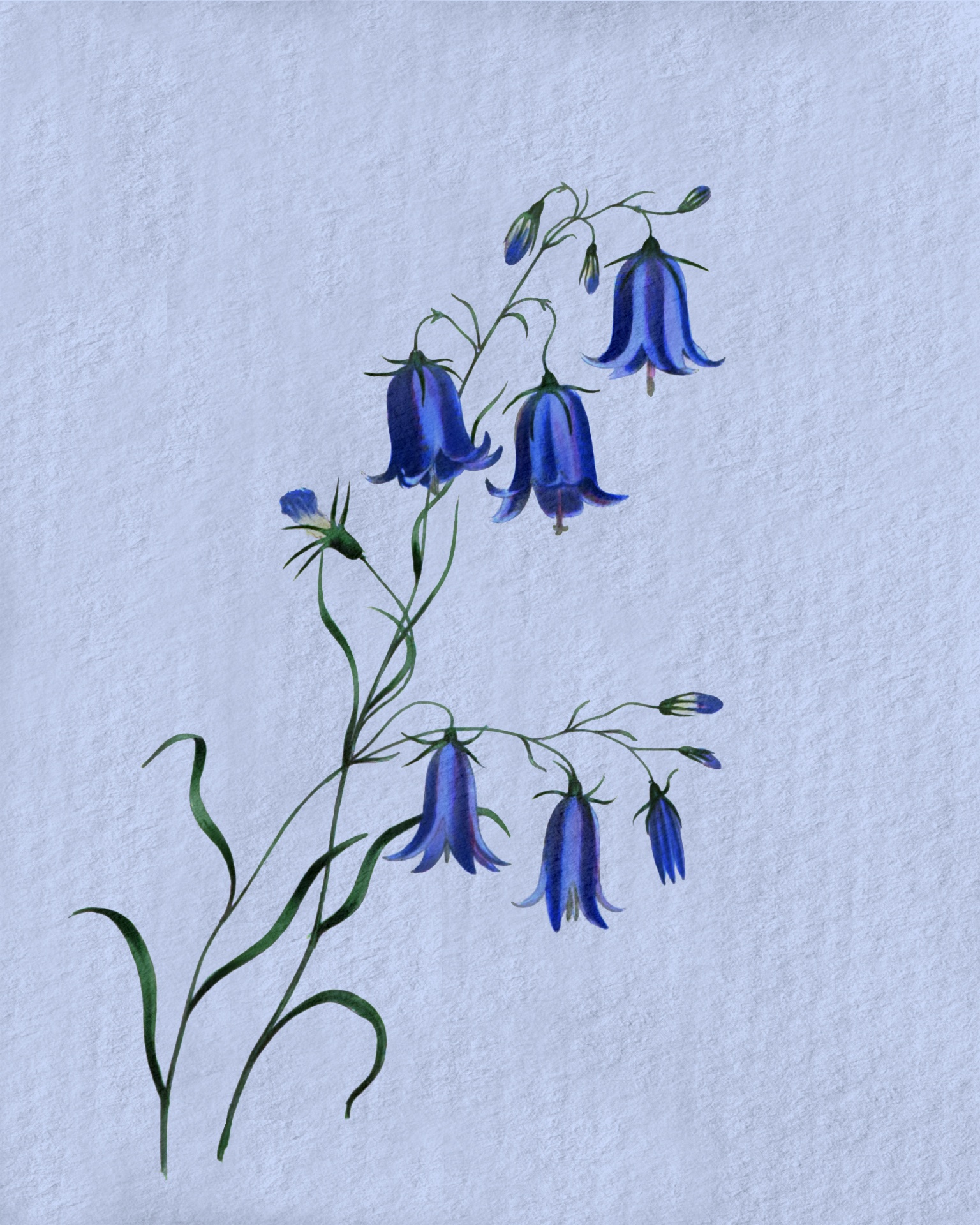 Květinový květy modré akvarel