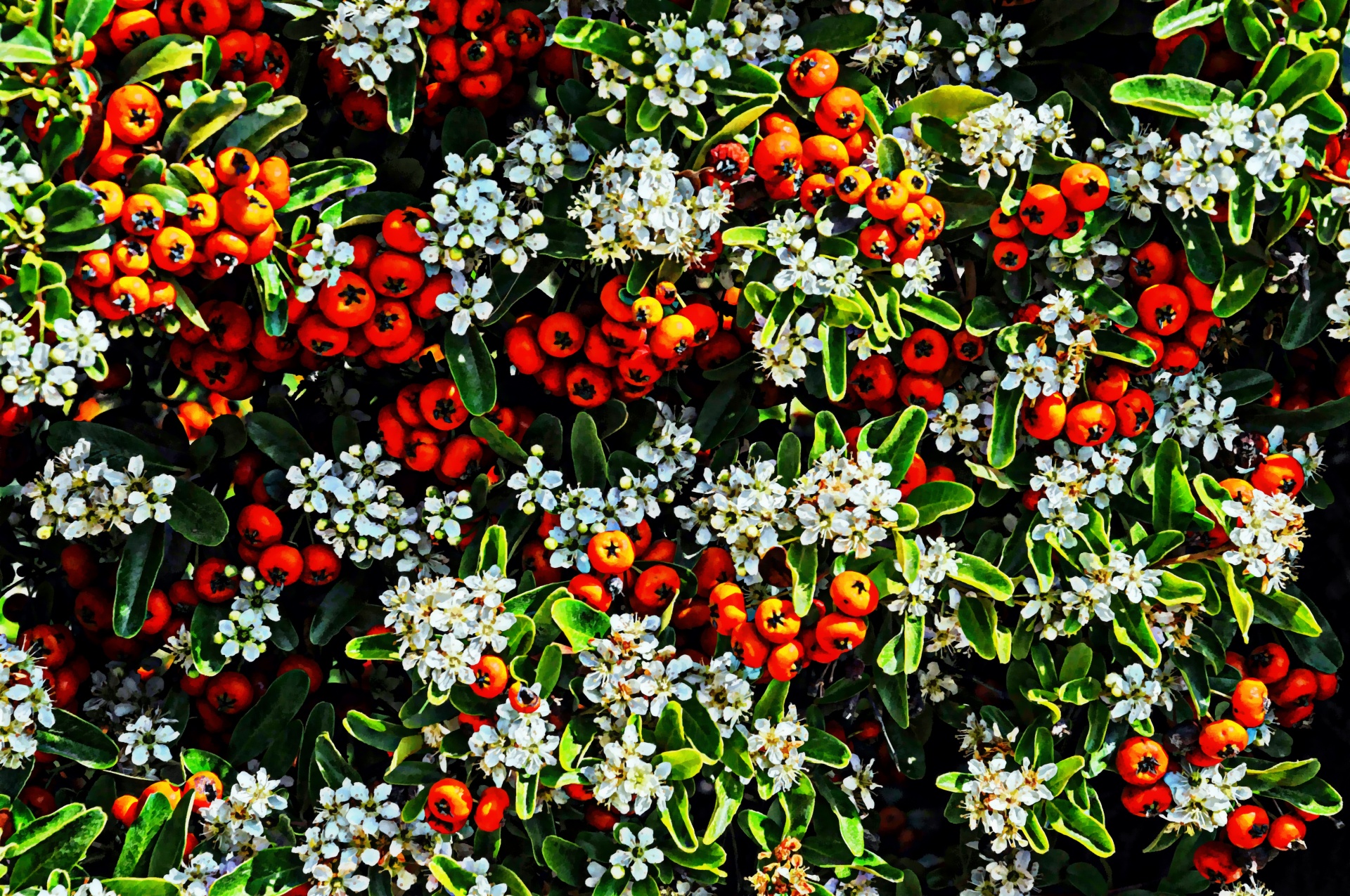 Flowers And Berries Background