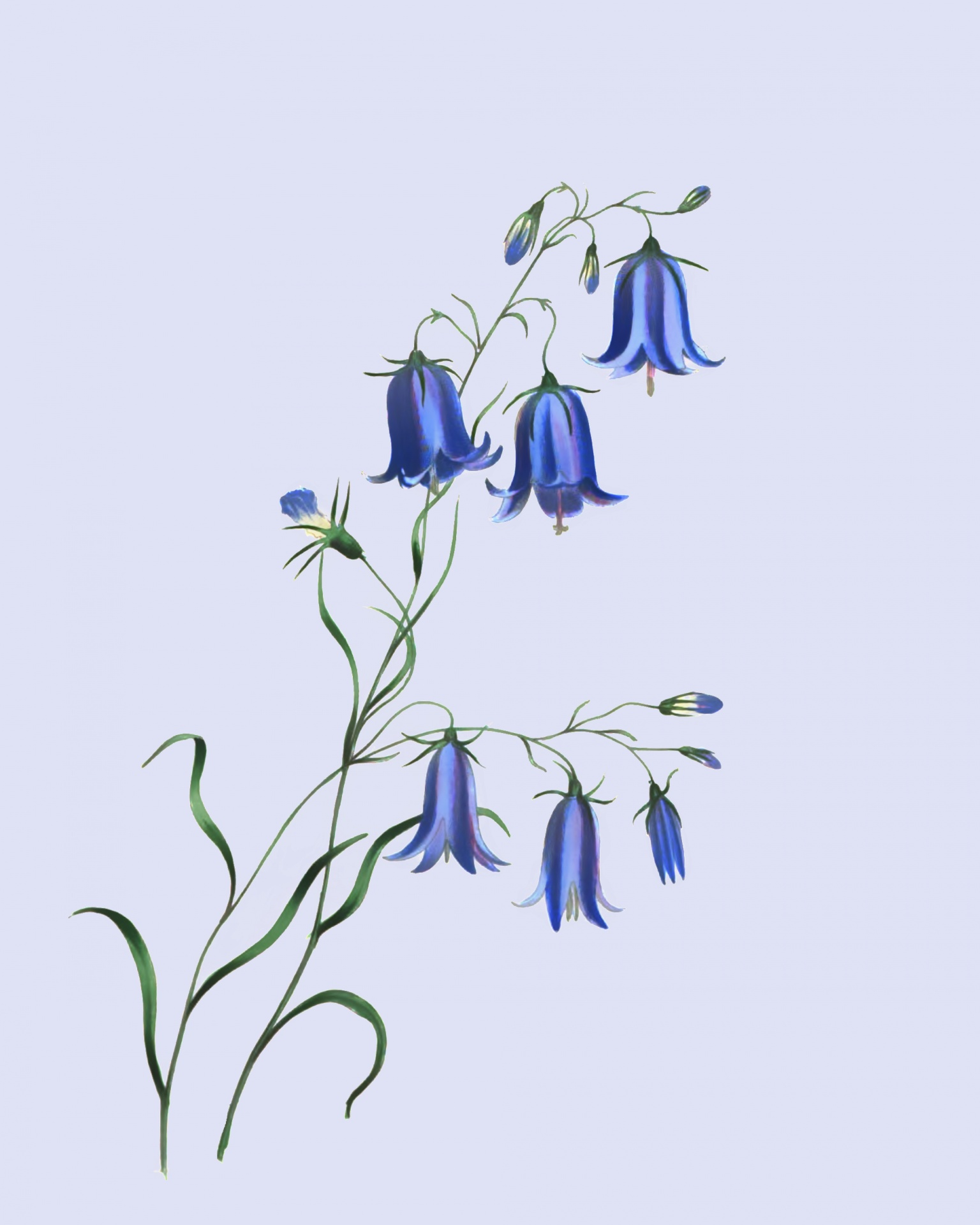 Flores Fundo floral azul
