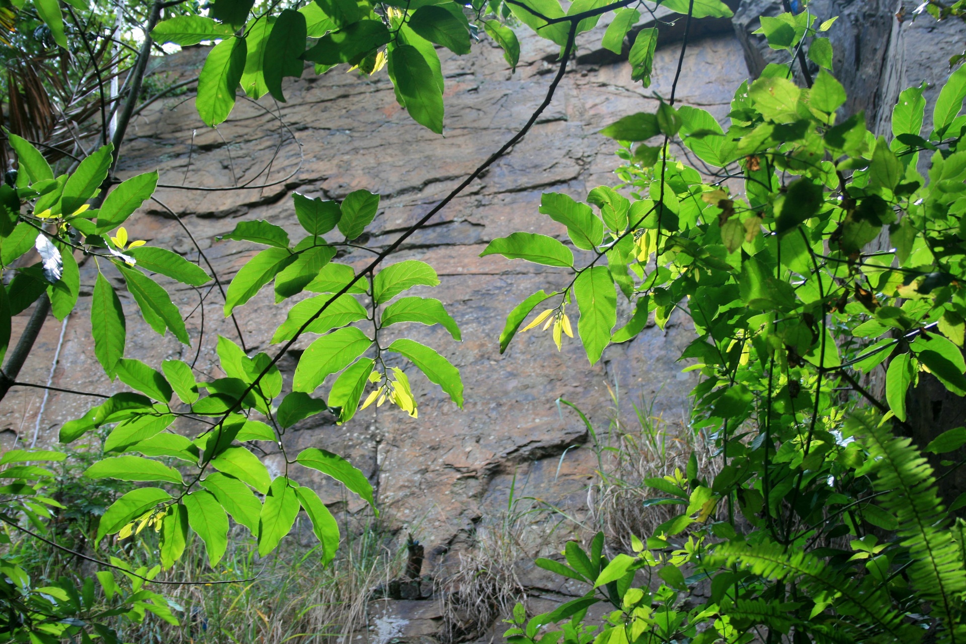 Foliage And Cliff Face