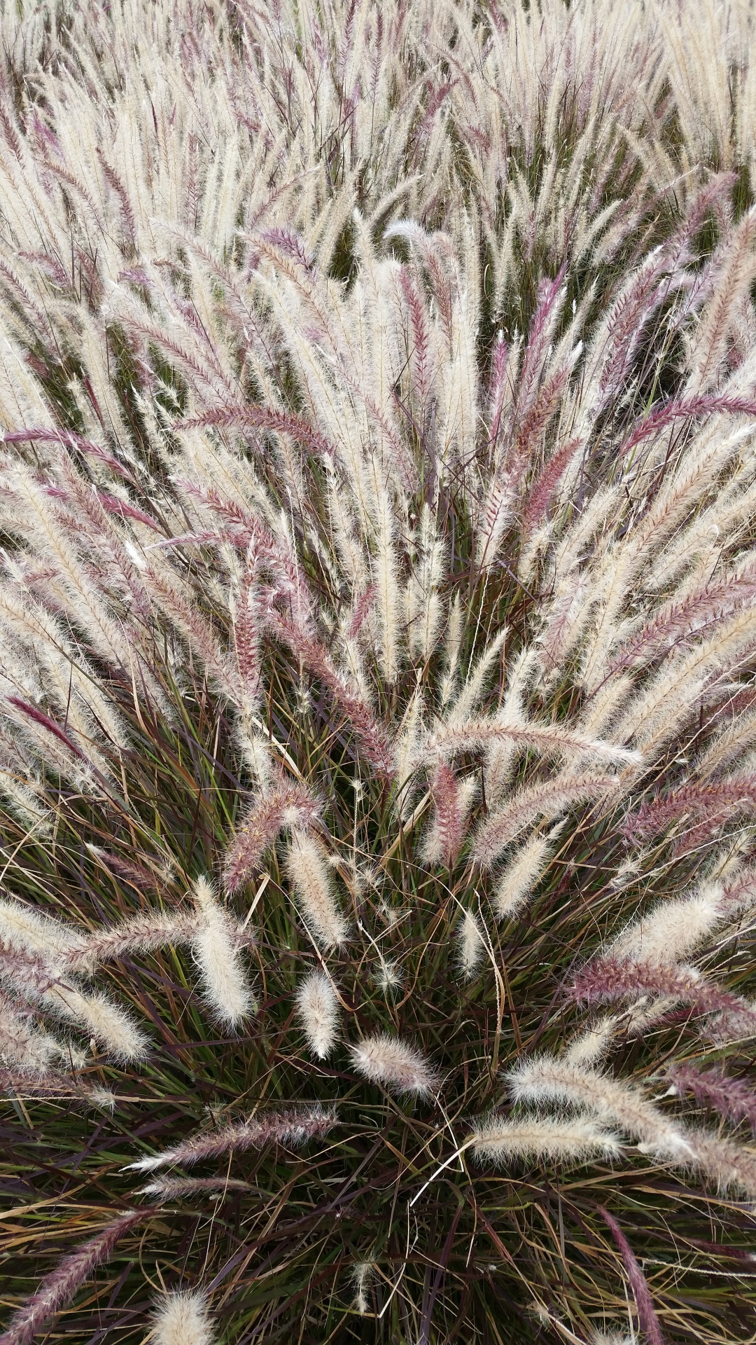 Furry Weed Grass