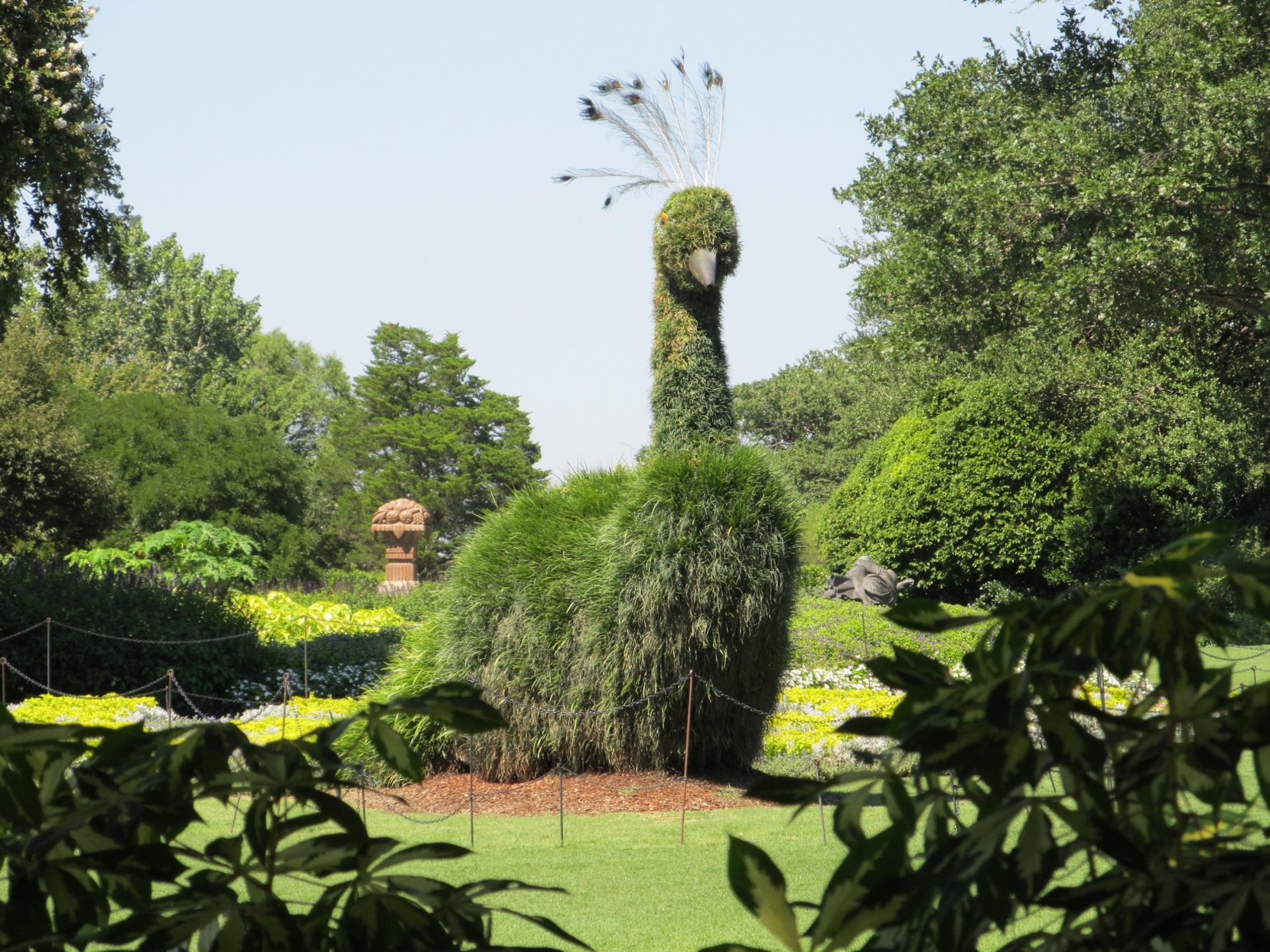 Gigante do pavão Topiary