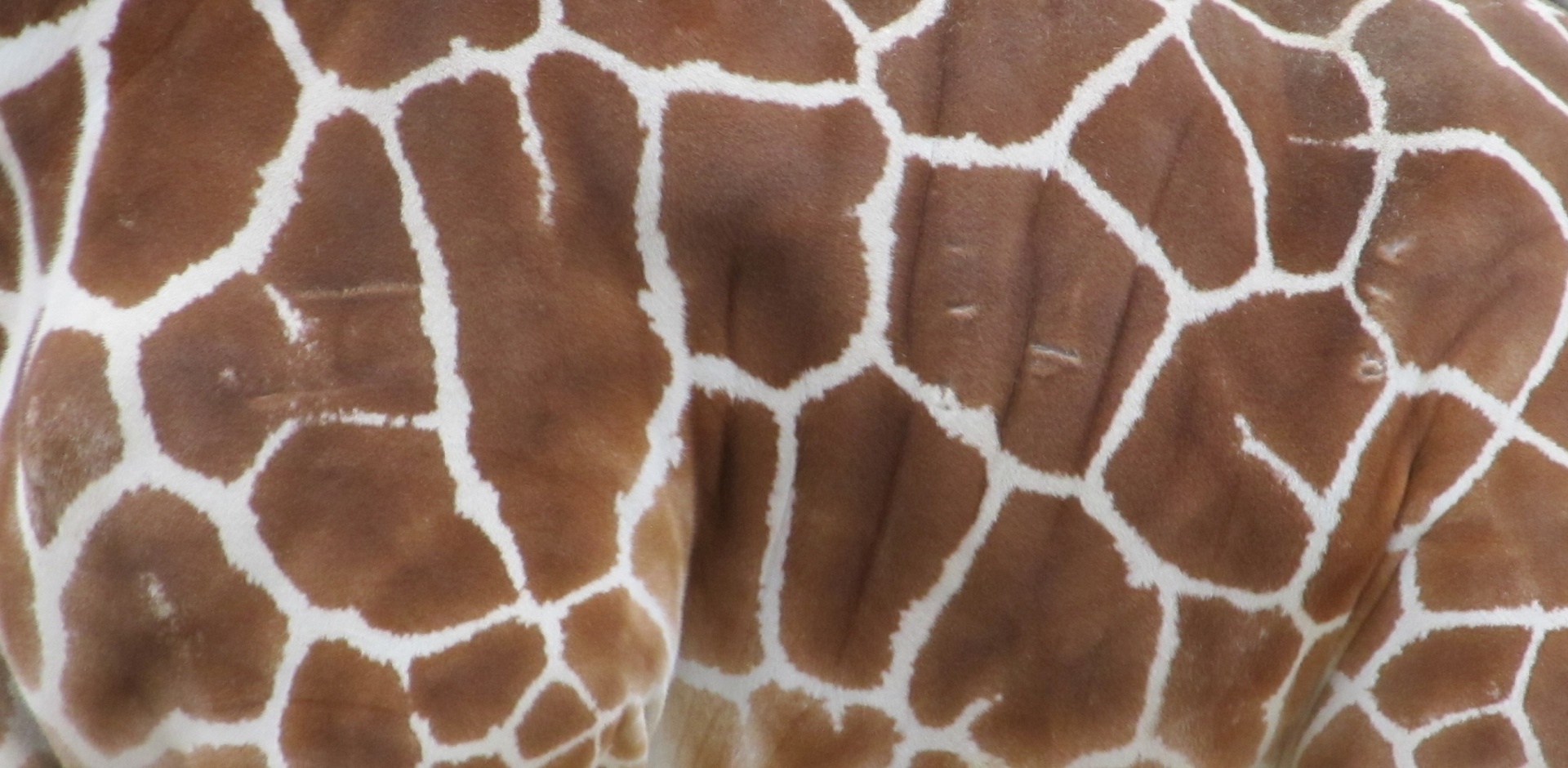 Girafa Teste padrão da pele