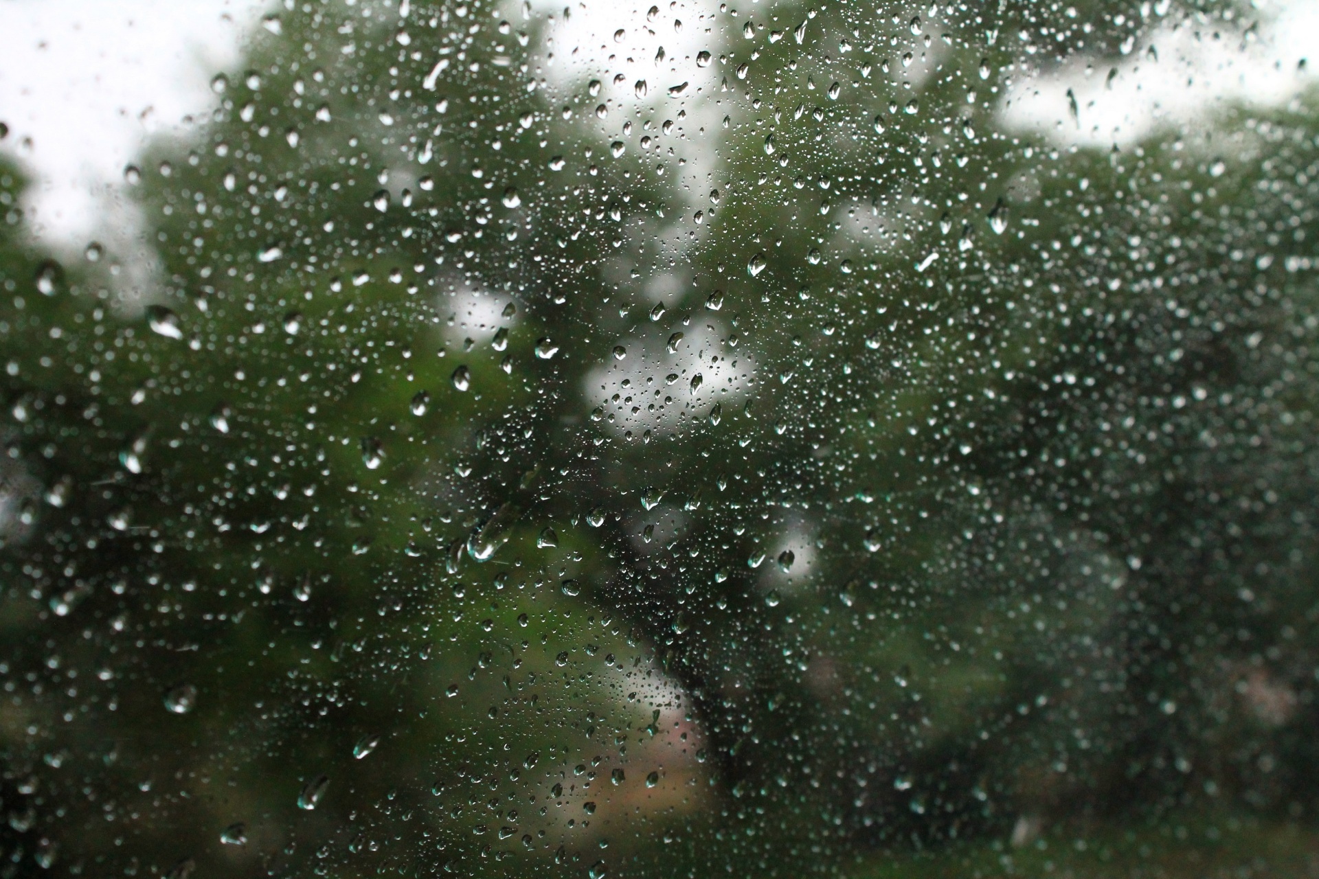 Gotas de chuva e árvores