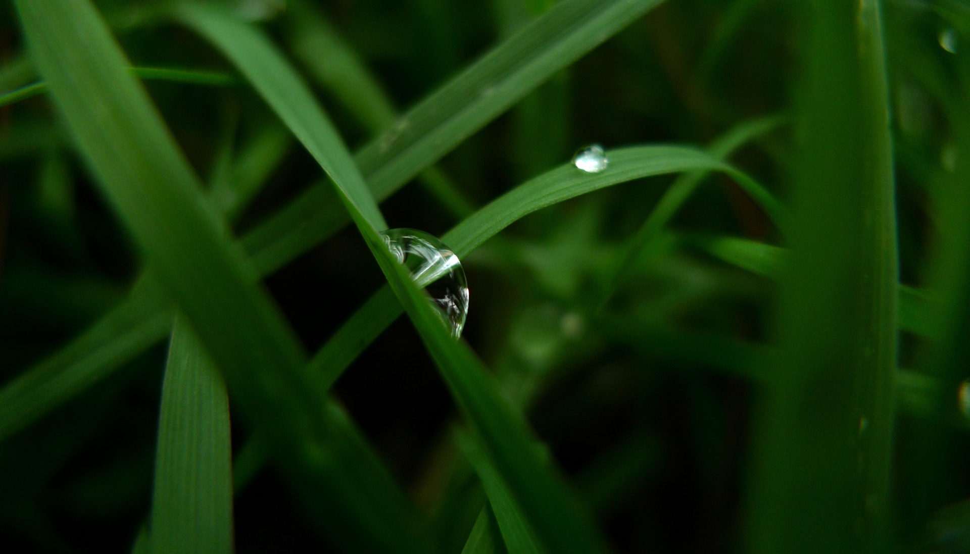 Gotas de agua sobre la hierba verde
