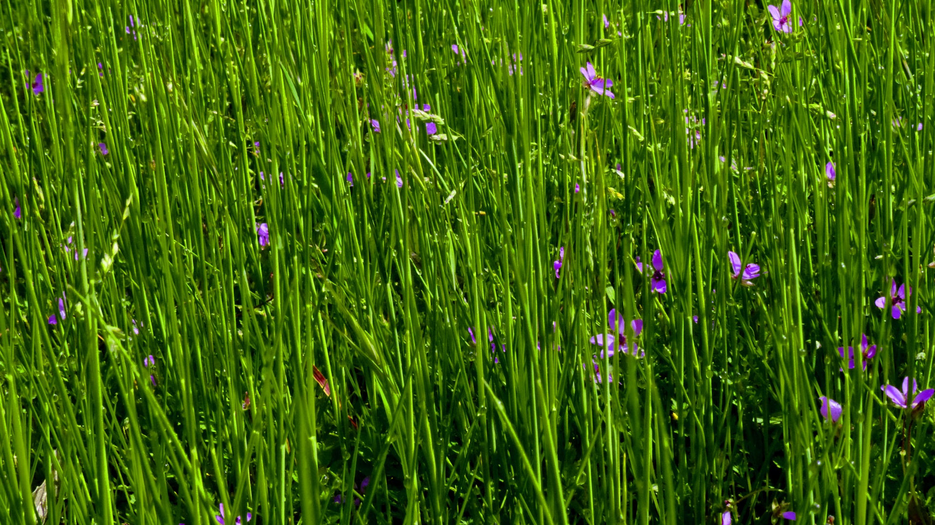 Grass And Flowers