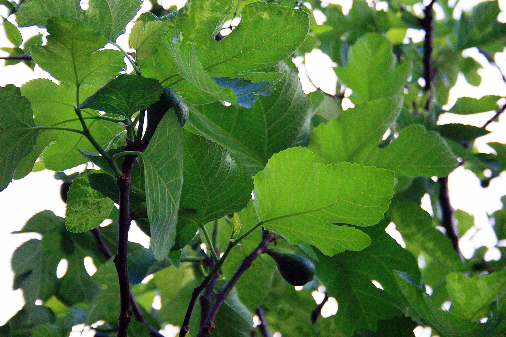 緑のイチジクの葉