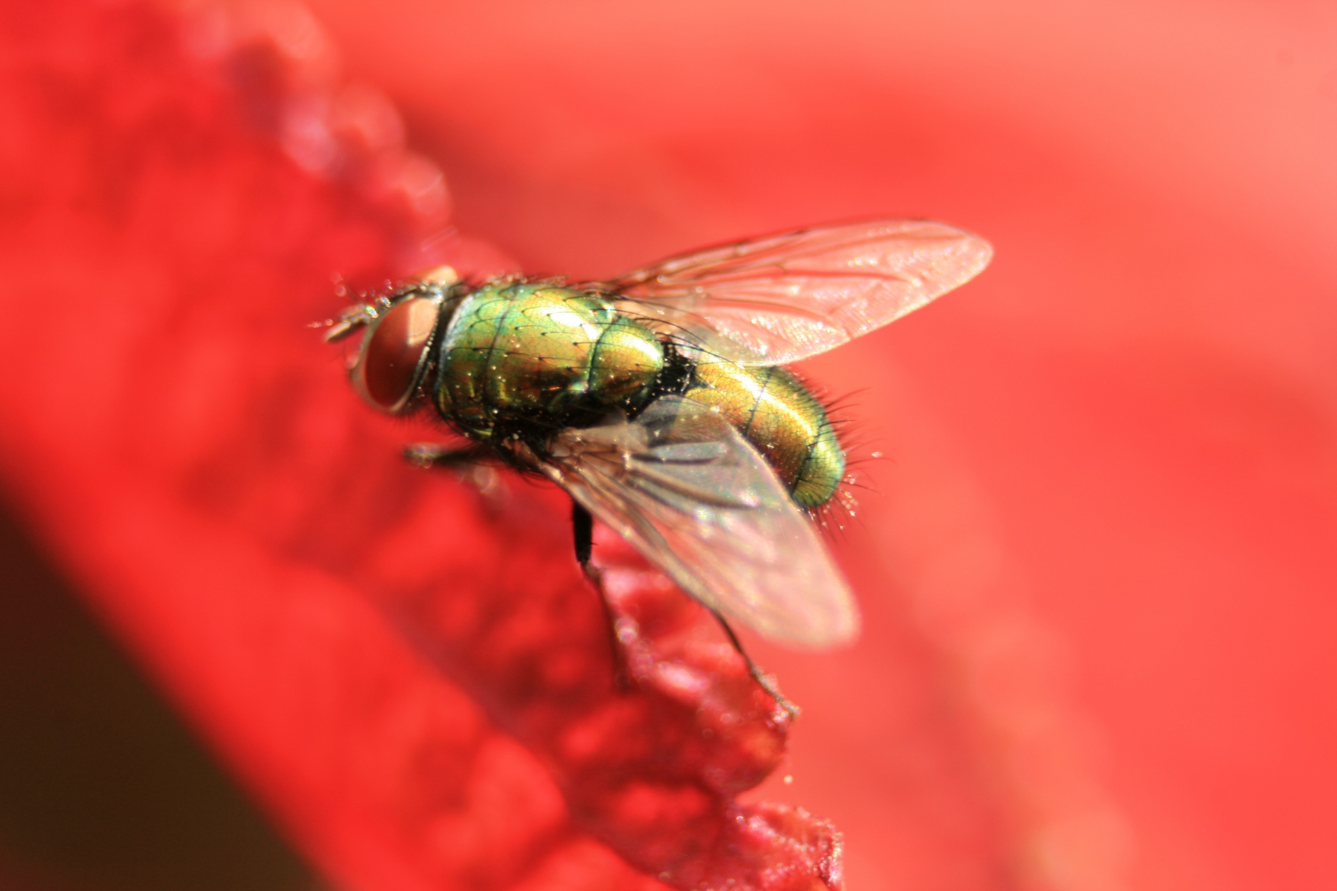 Macro verde da mosca