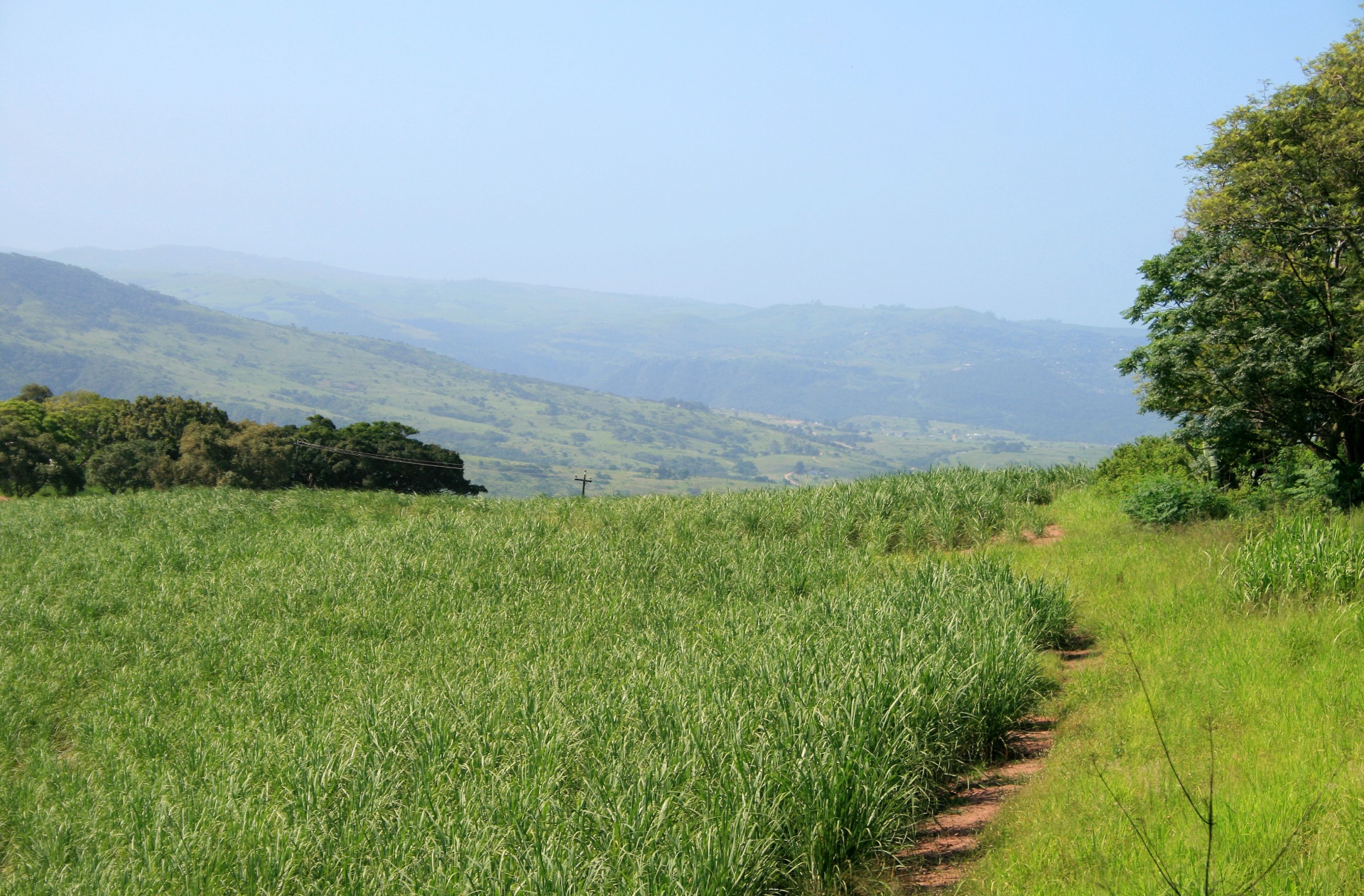 Green Sugar Cane Landscape