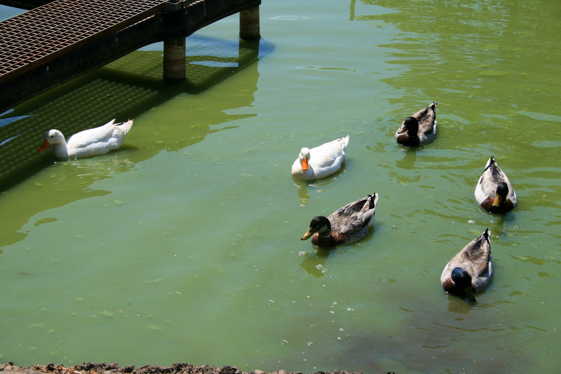 Group Of Ducks Paddling