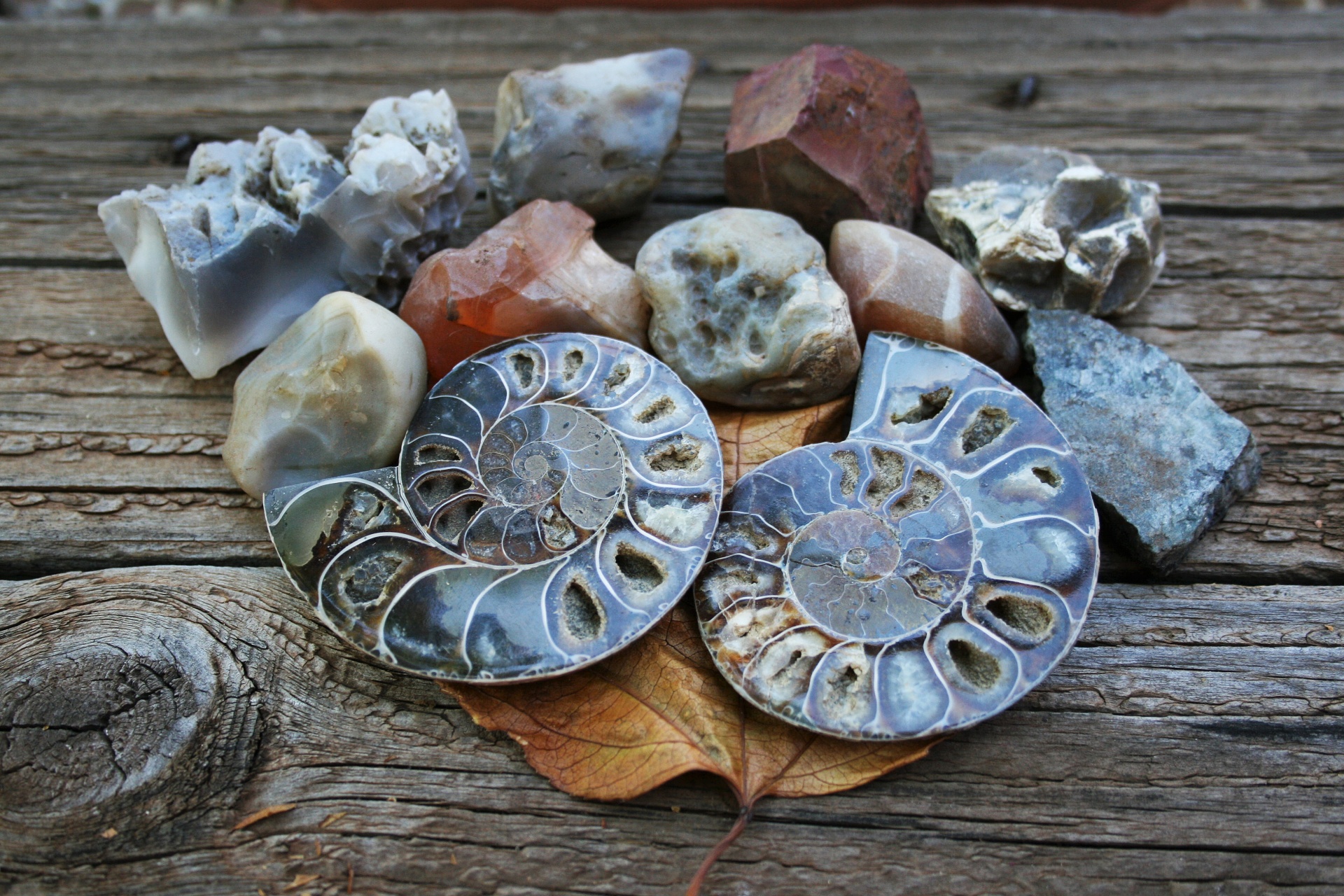 Halves Of An Ammonite