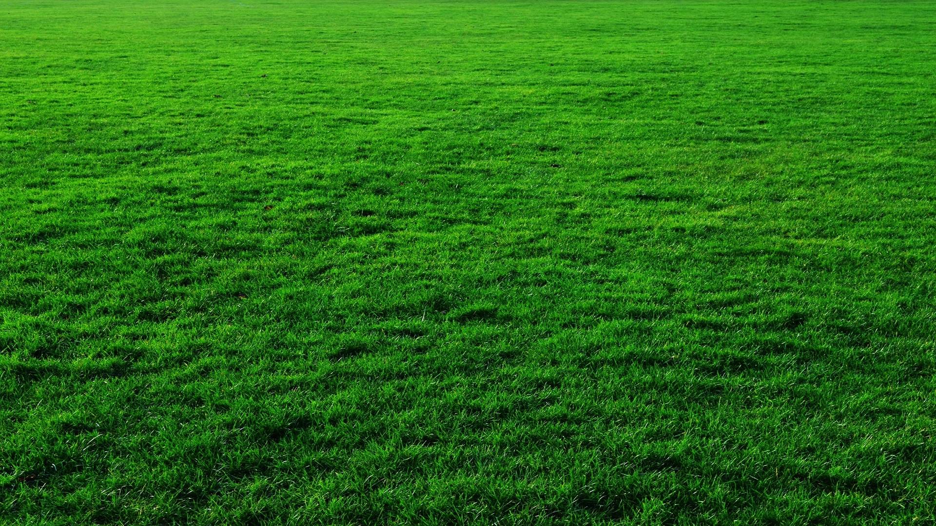 Green Grass Background Country