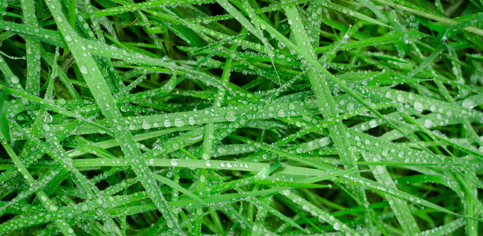 Green Grass And Water Drops
