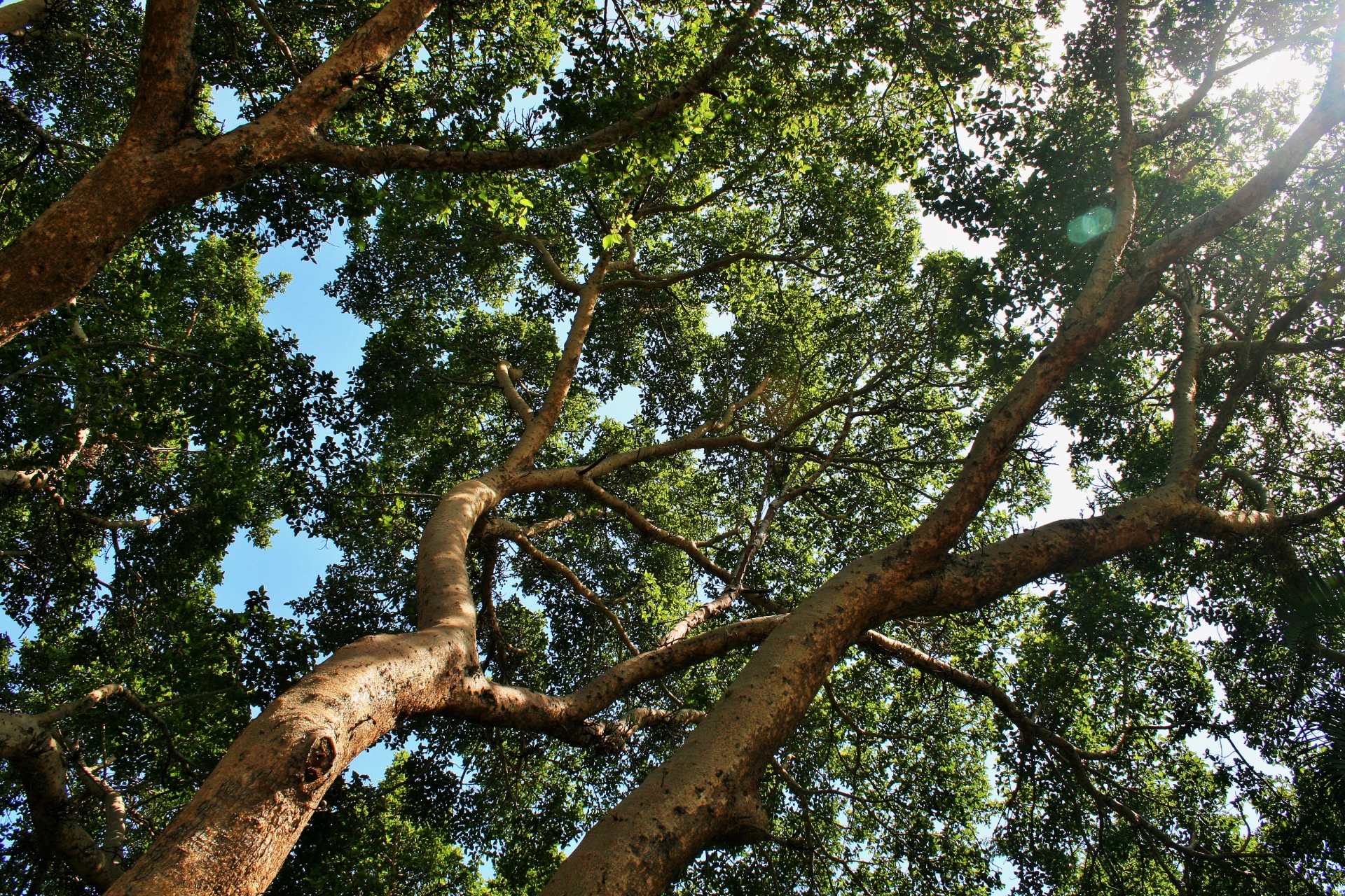 No alto grande árvore