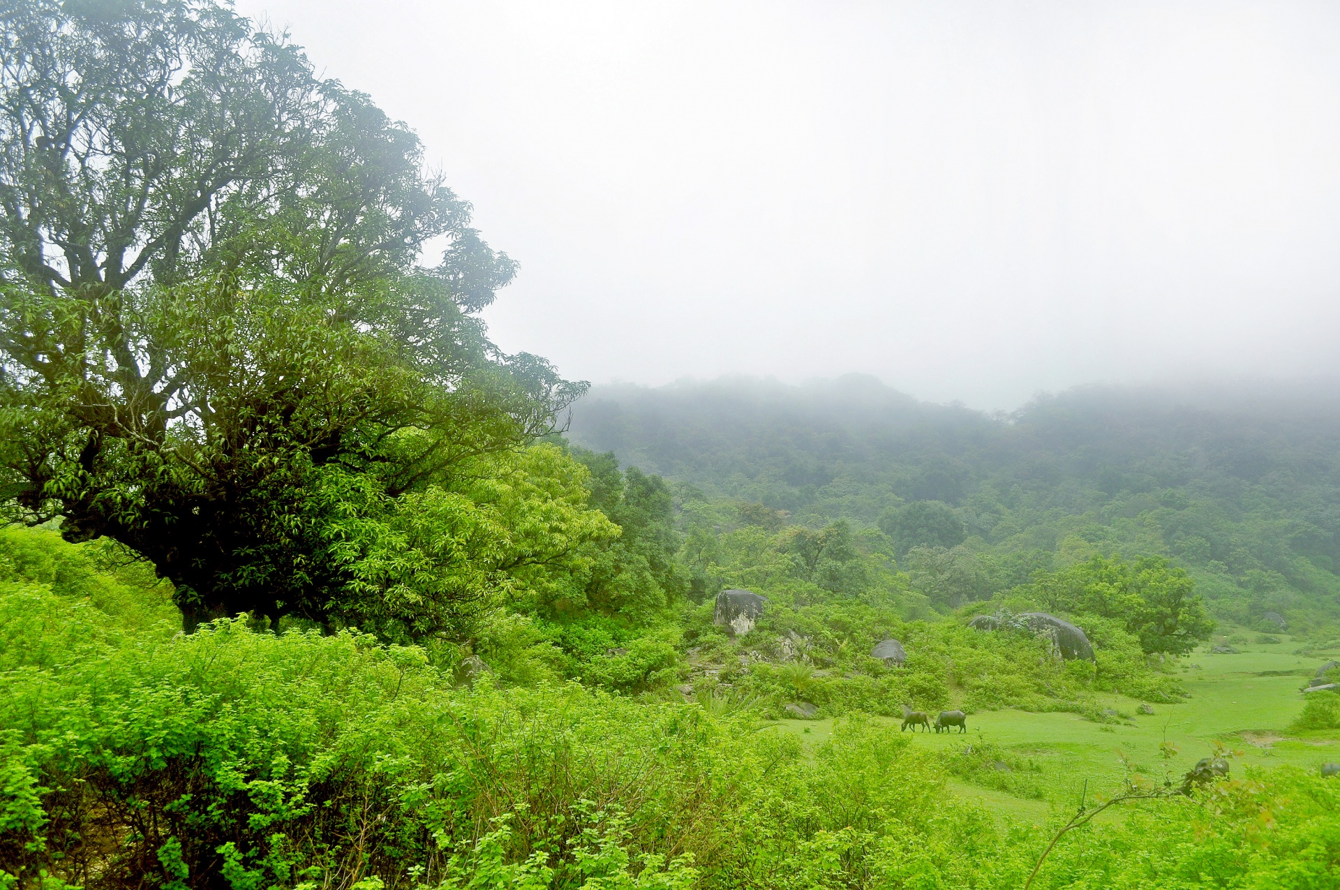 Hill Station In Monsoon 4