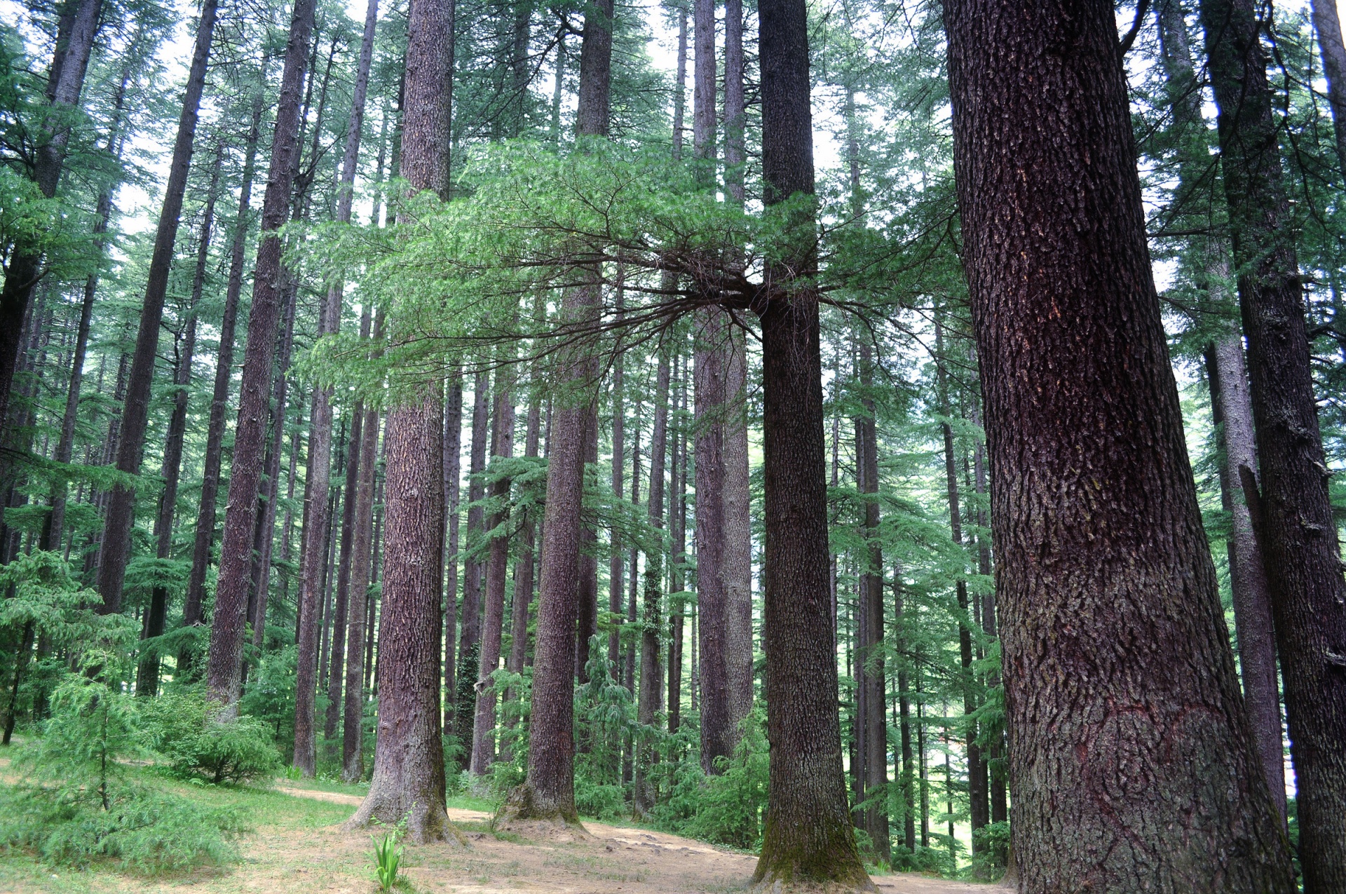 Himalayan Pine Forest