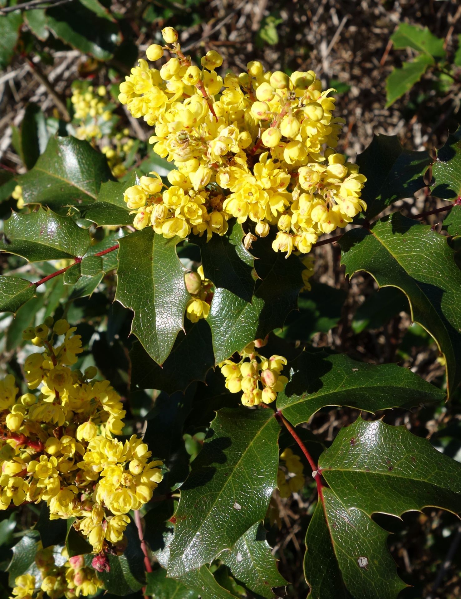 Holly květy