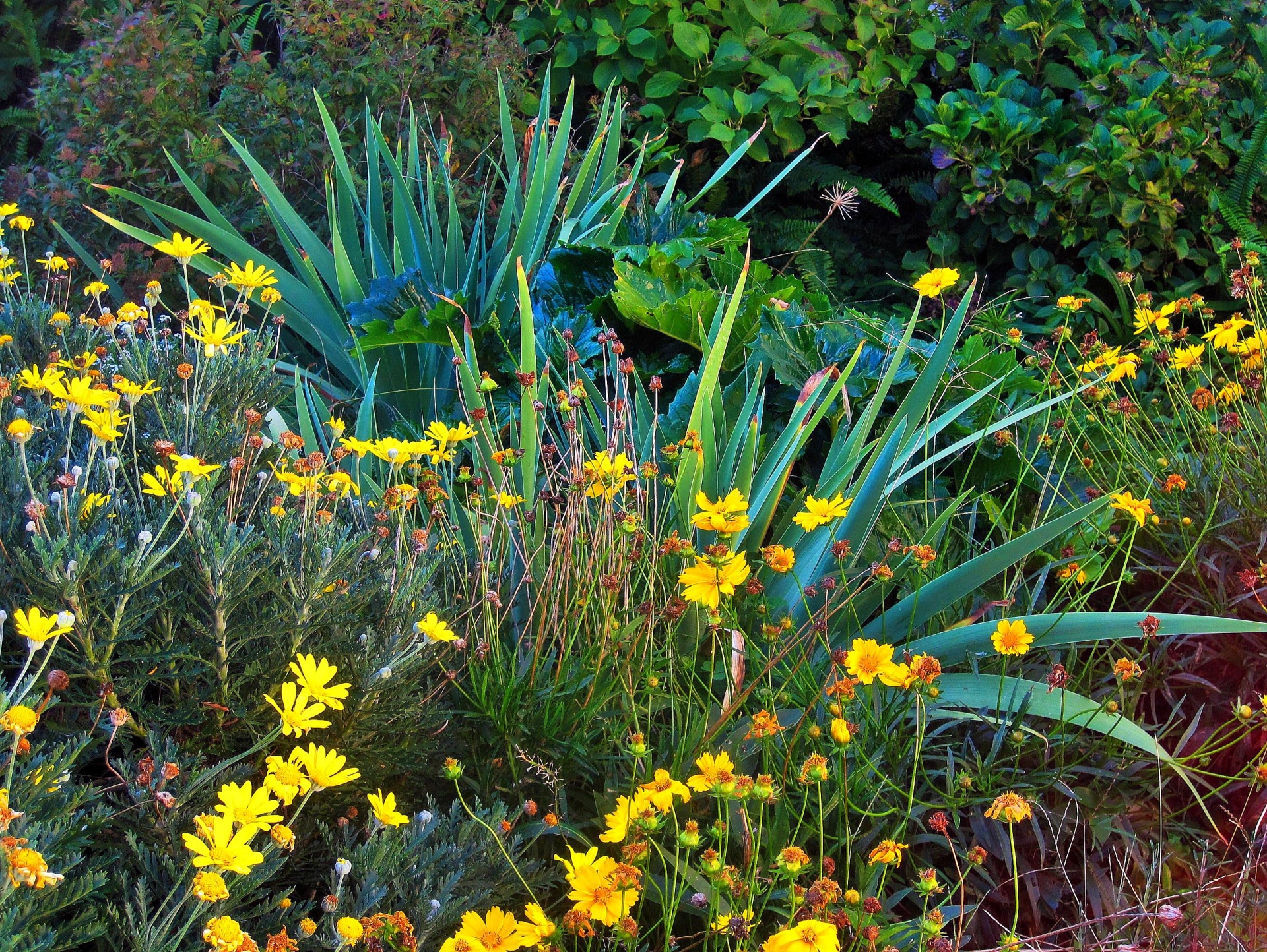 Iris And Wild Yellow Daisies