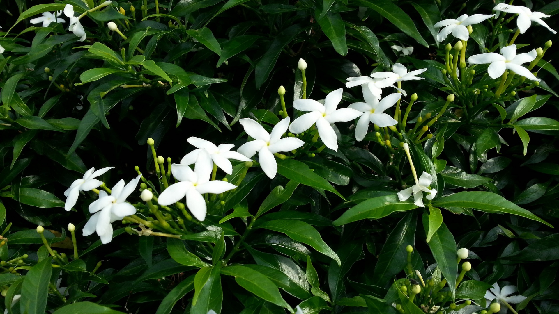 Jazmín estrellado de las flores blancas