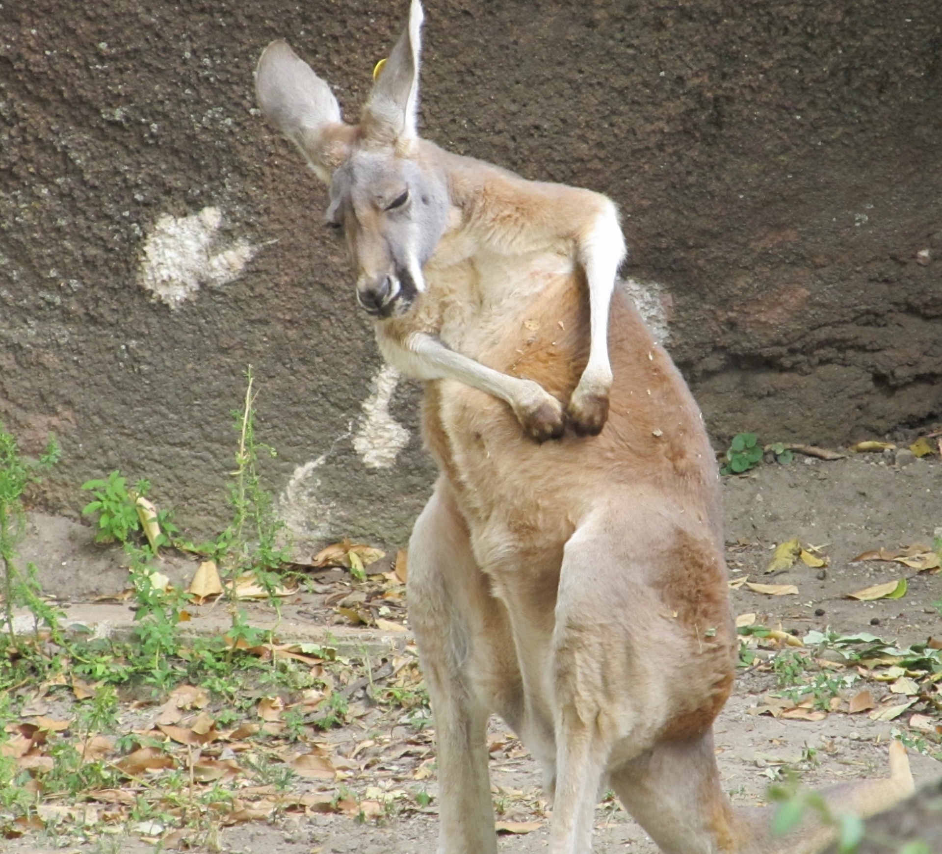 Kangaroo Coçar