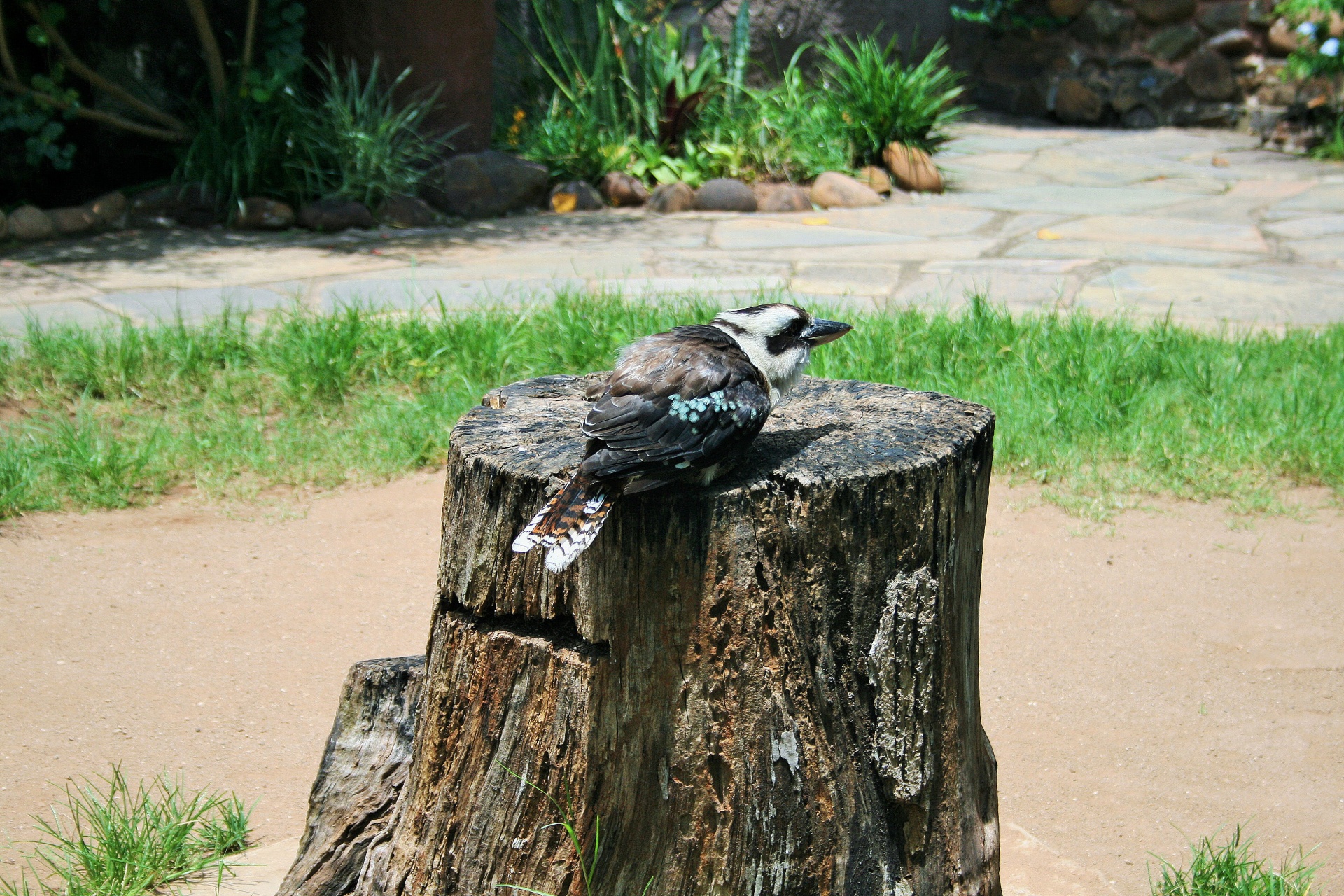Kookaburra en BirdPark Umgeni