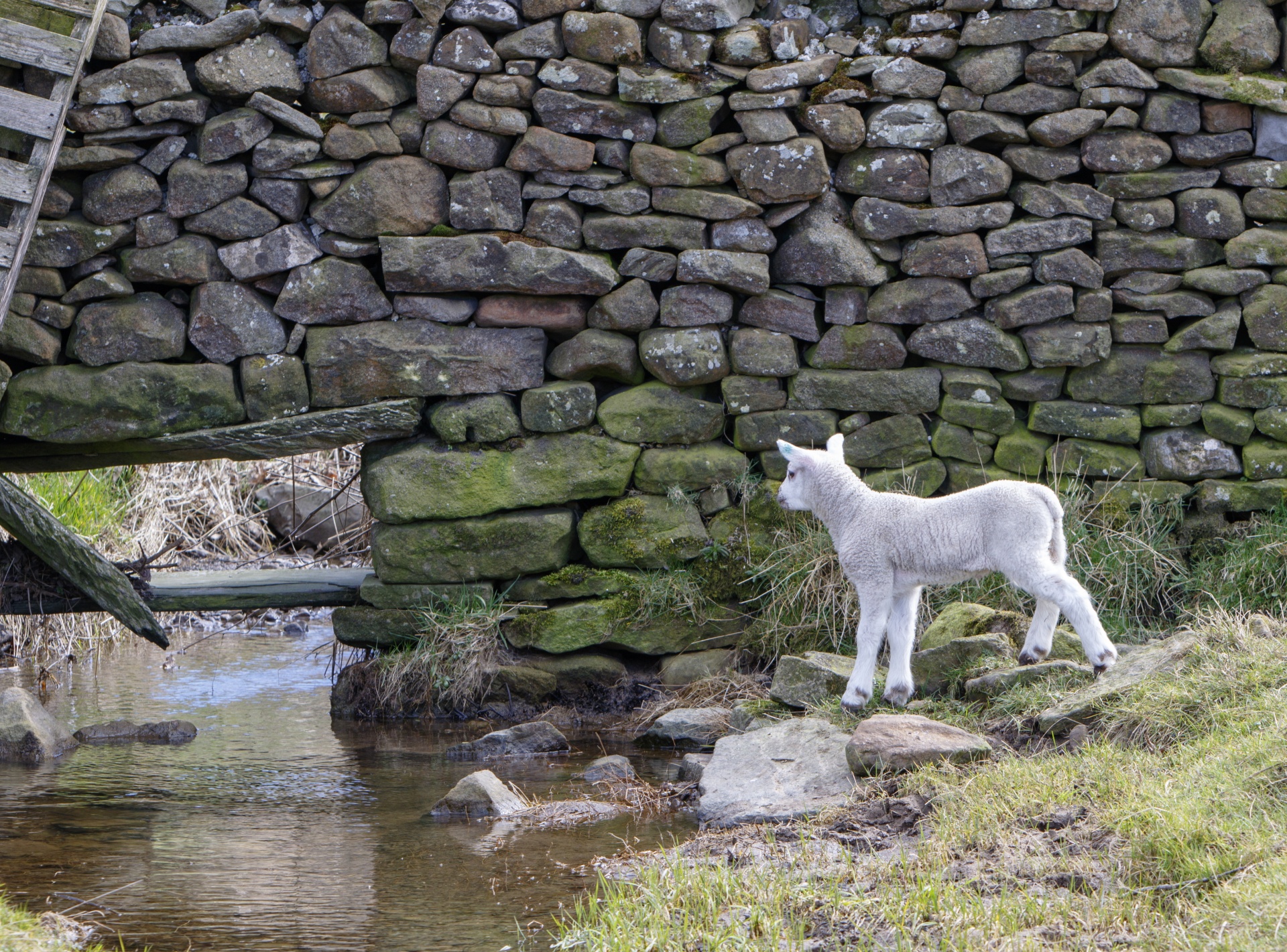 Lamb Exploring