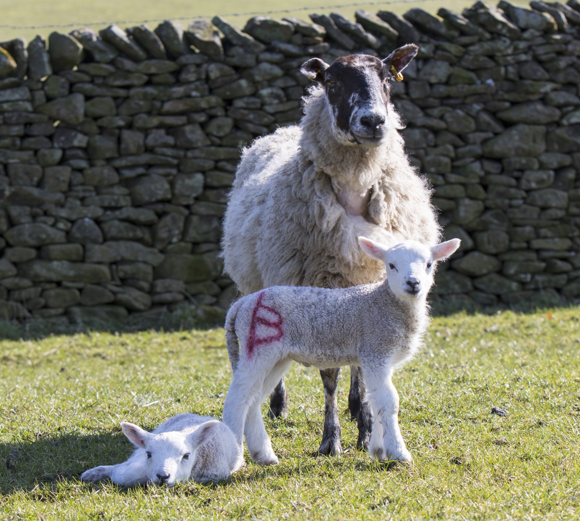 Corderos con la madre de las ovejas