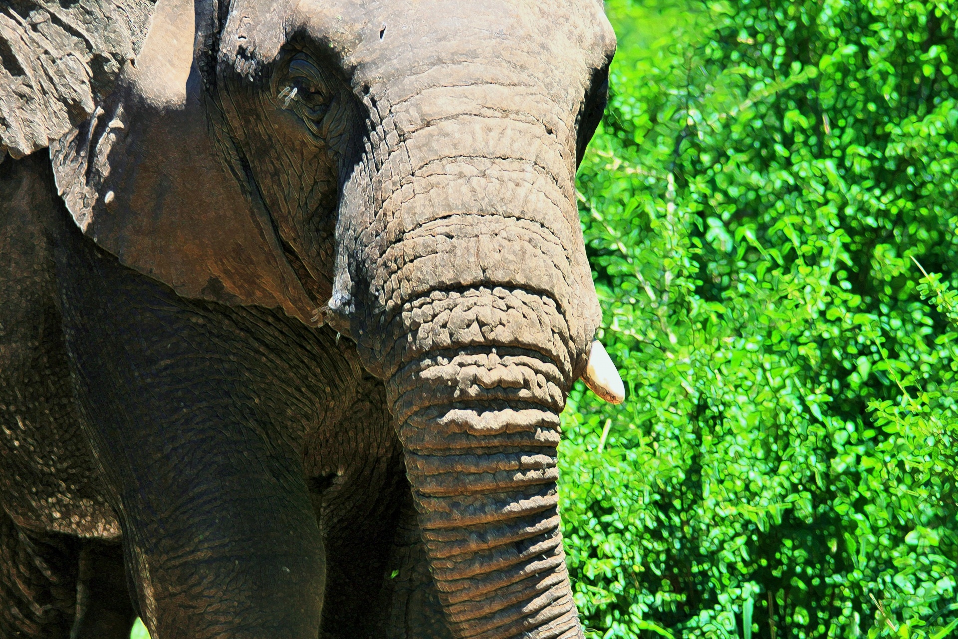 Grande elefante africano