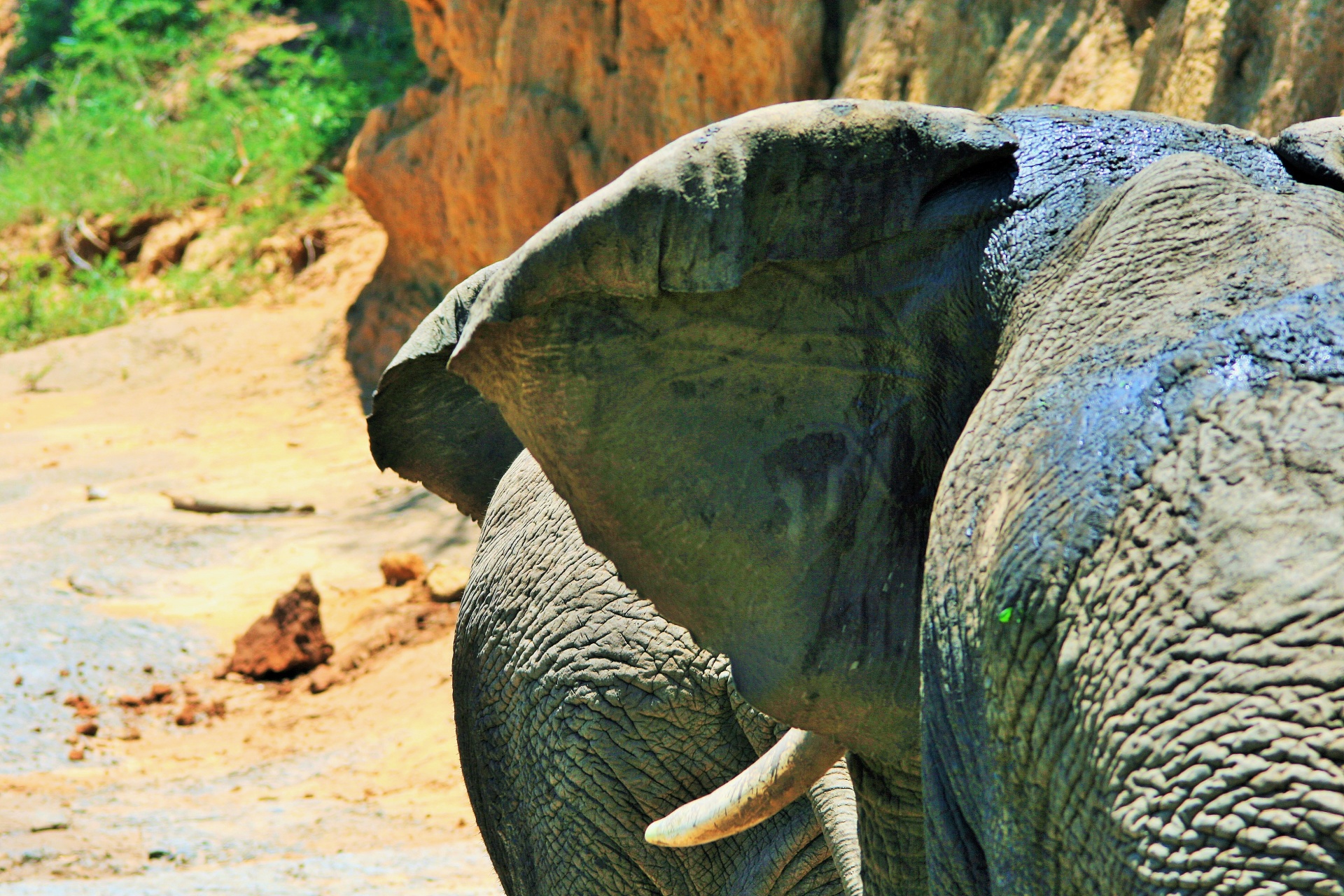 Grande orelha de elefante africano