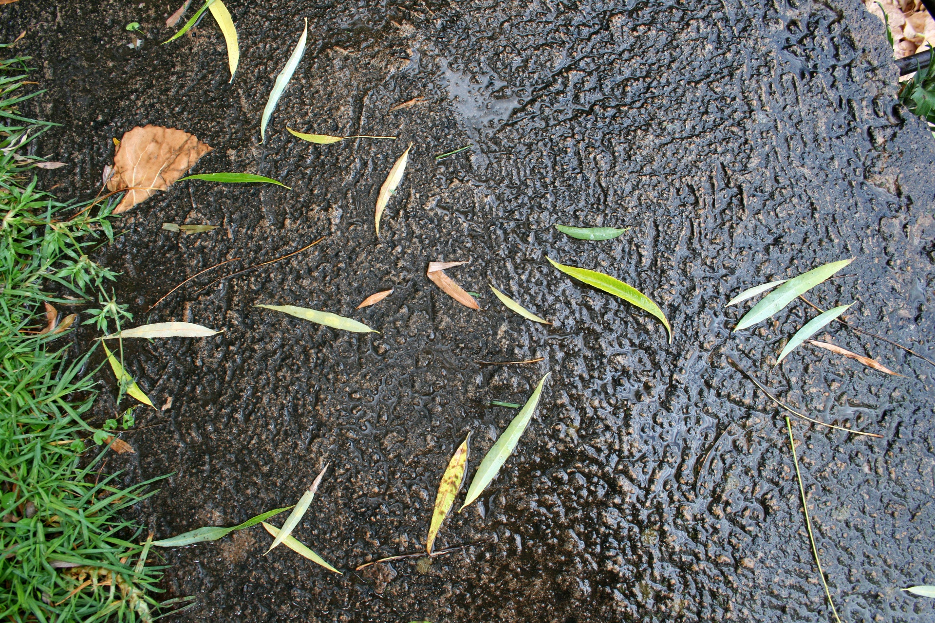 листья на мокрой поверхности