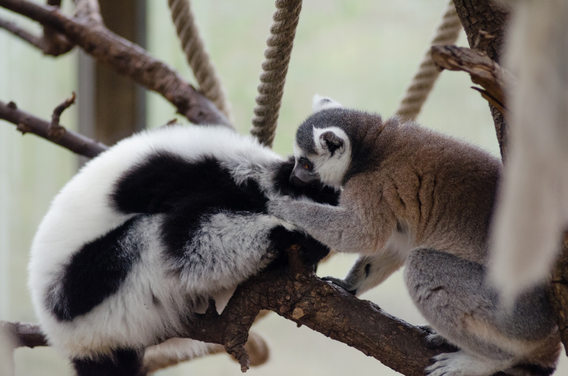 Lemur Catta lêmure e Vari